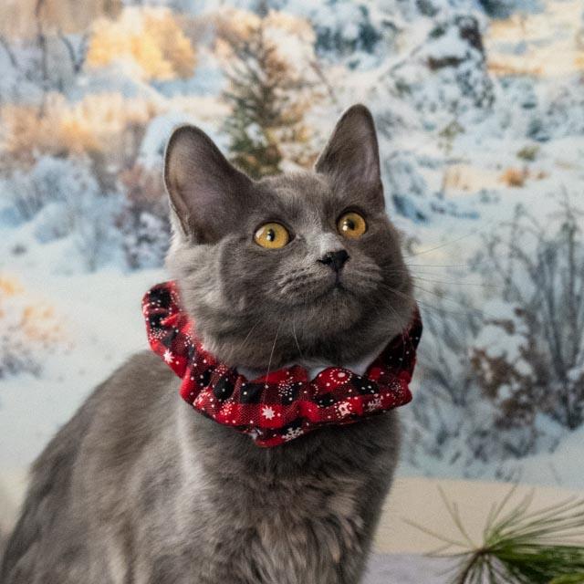 Ketchup, adopted, Kitten Female Domestic Medium Hair.