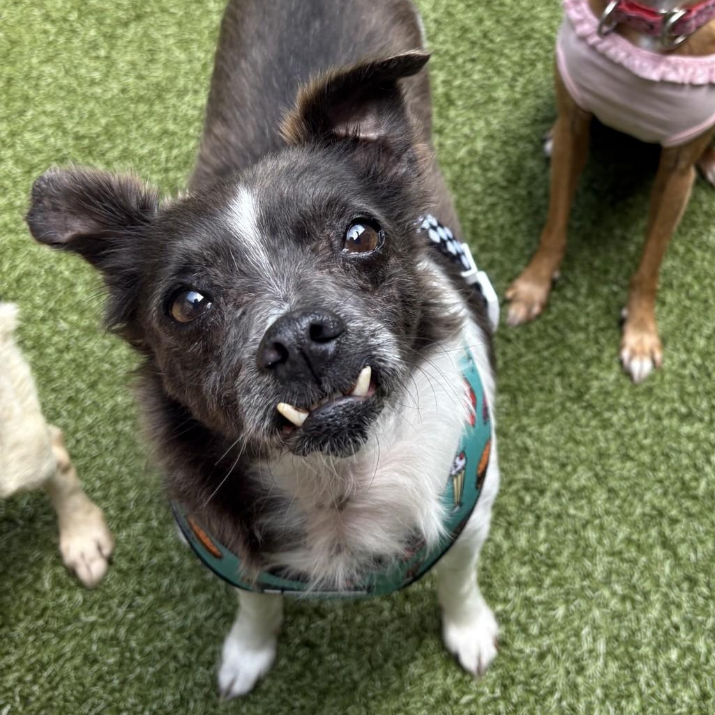 Mascot, a ADOPTABLE Mixed Breed in Mount Juliet, TN image 2/2