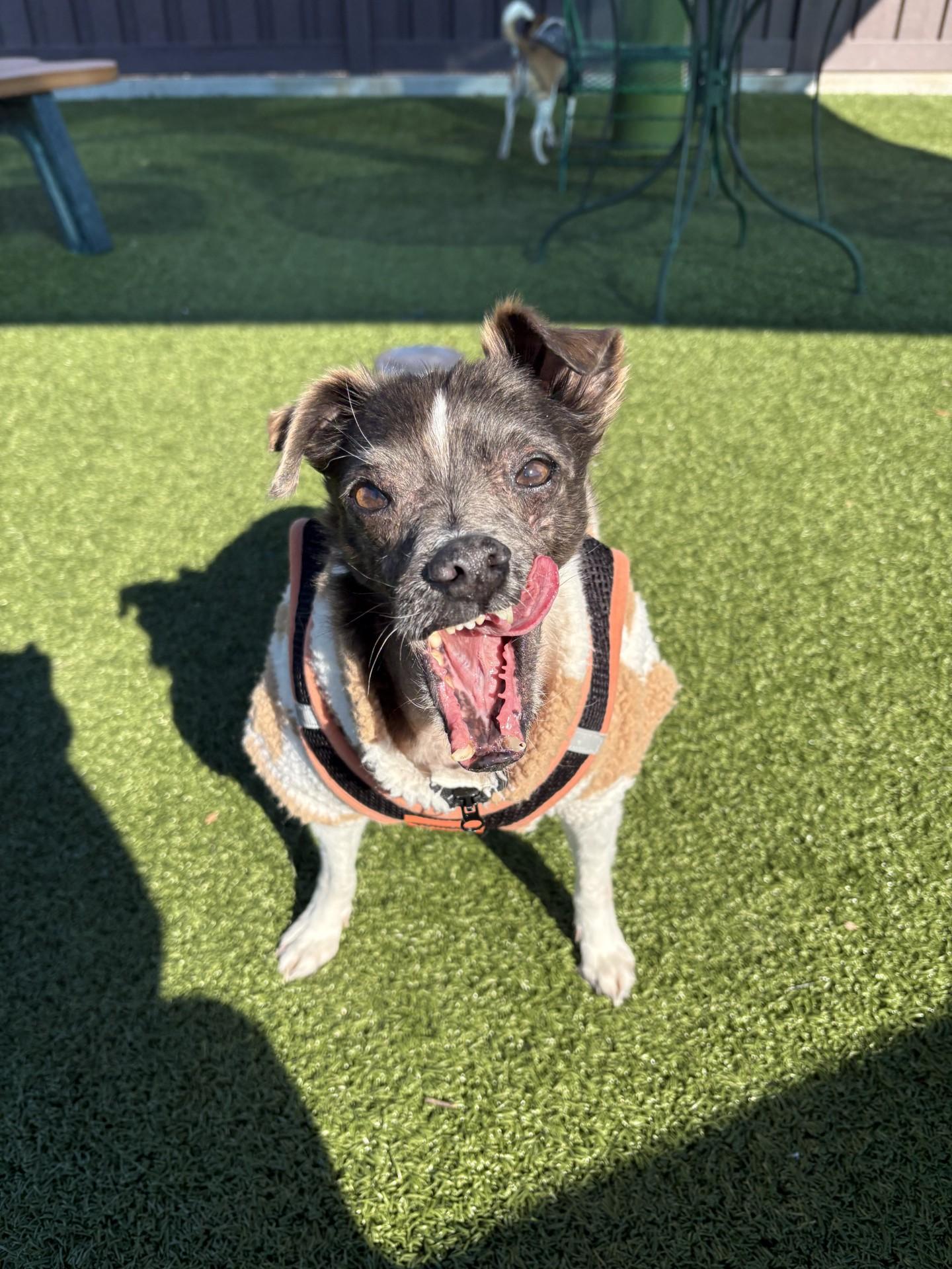 Mascot, ADOPTABLE, Senior Female Mixed Breed.