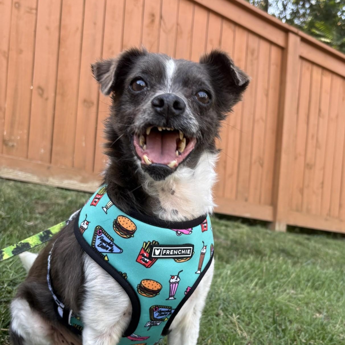 Mascot, ADOPTABLE, Senior Female Mixed Breed.