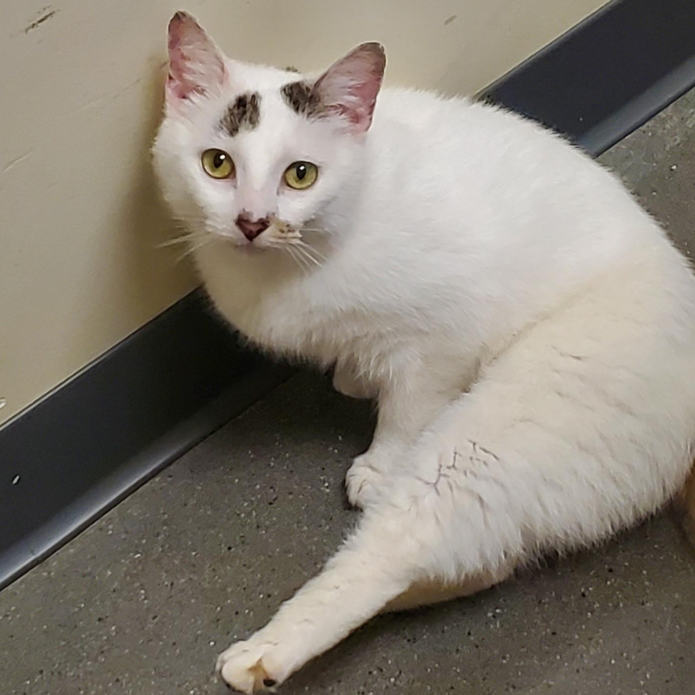Sharona, adopted, Adult Female Domestic Short Hair & Tabby.
