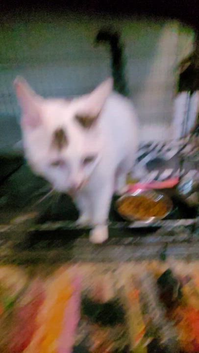 Enlarge Sharona, an adopted mixed breed in Maple Shade, NJ video 4/5