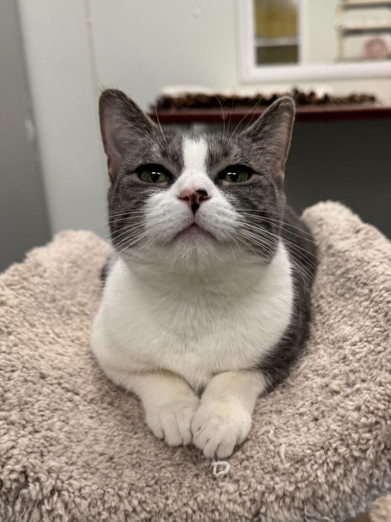 Windy, Adoptable, Adult Female Domestic Short Hair.