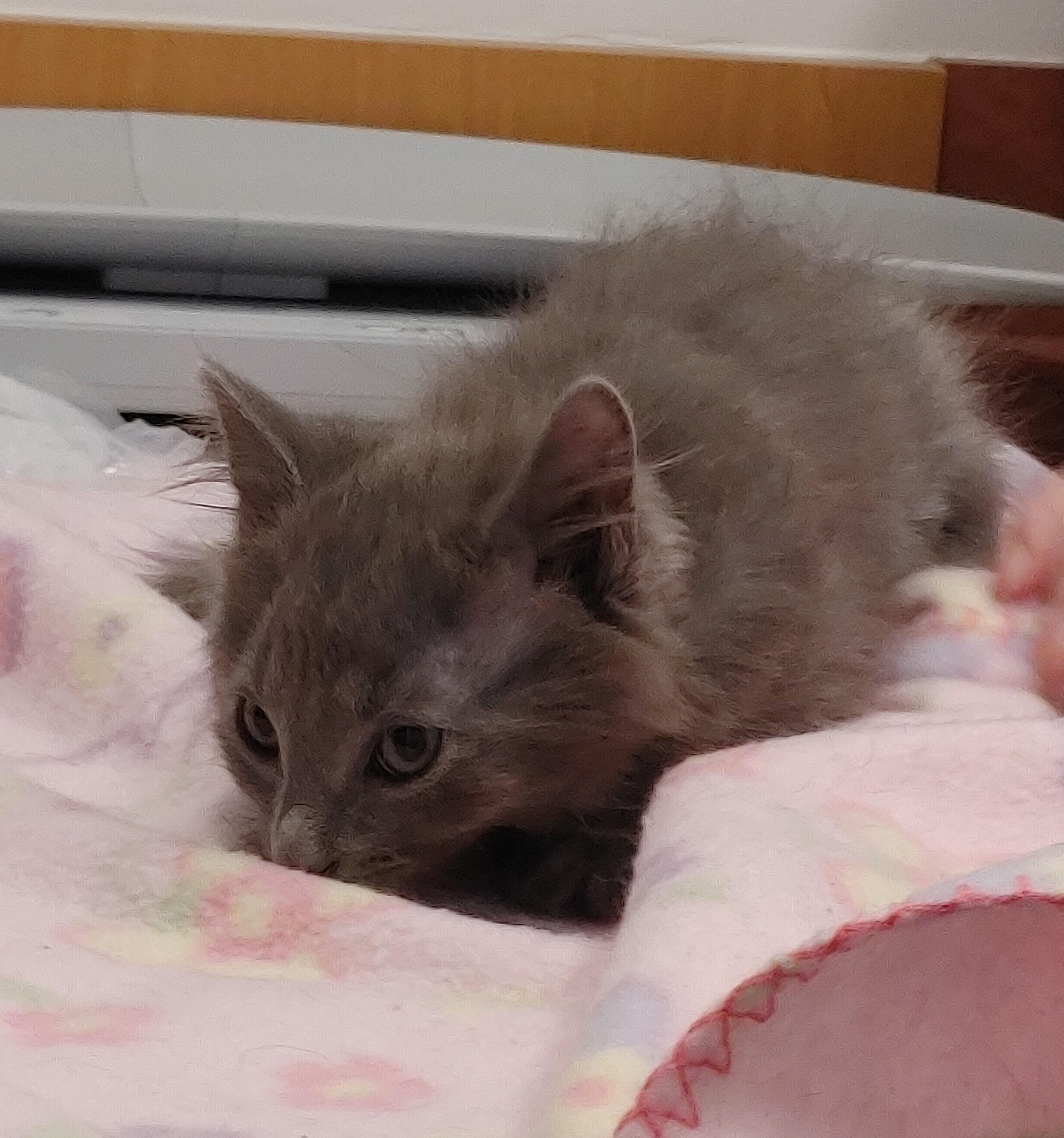Ember, an adoptable Domestic Medium Hair in Waynesboro, VA image 5/6