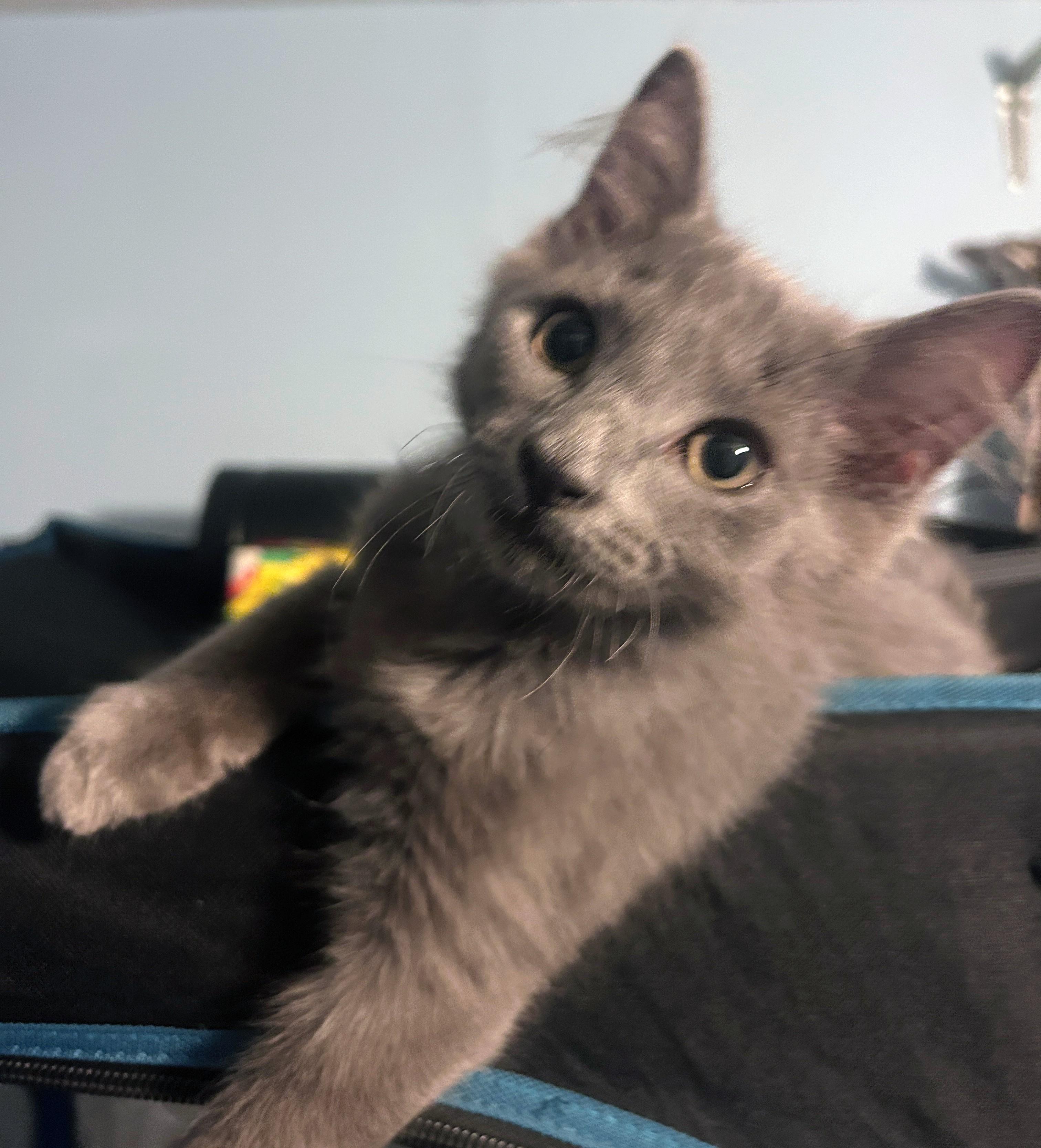 Ember, adoptable, Kitten Male Domestic Medium Hair.