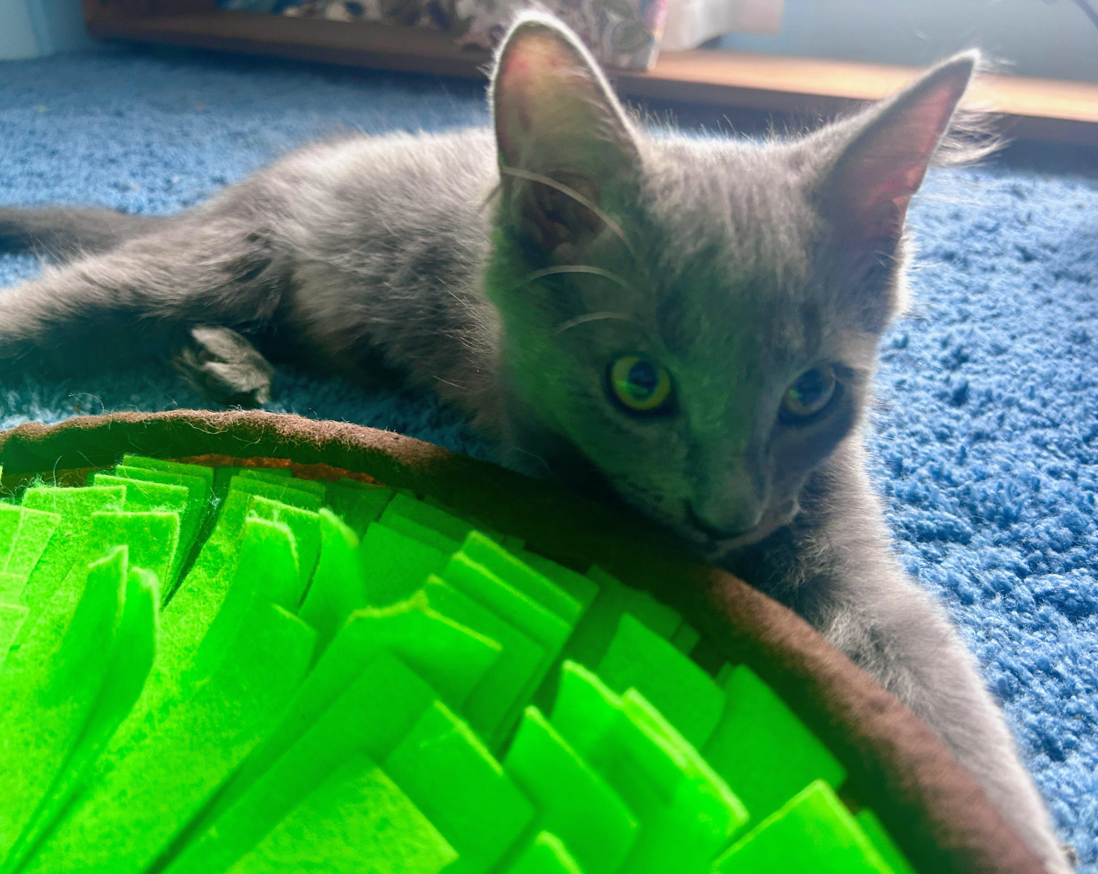 Ember, an adoptable Domestic Medium Hair in Waynesboro, VA image 3/6