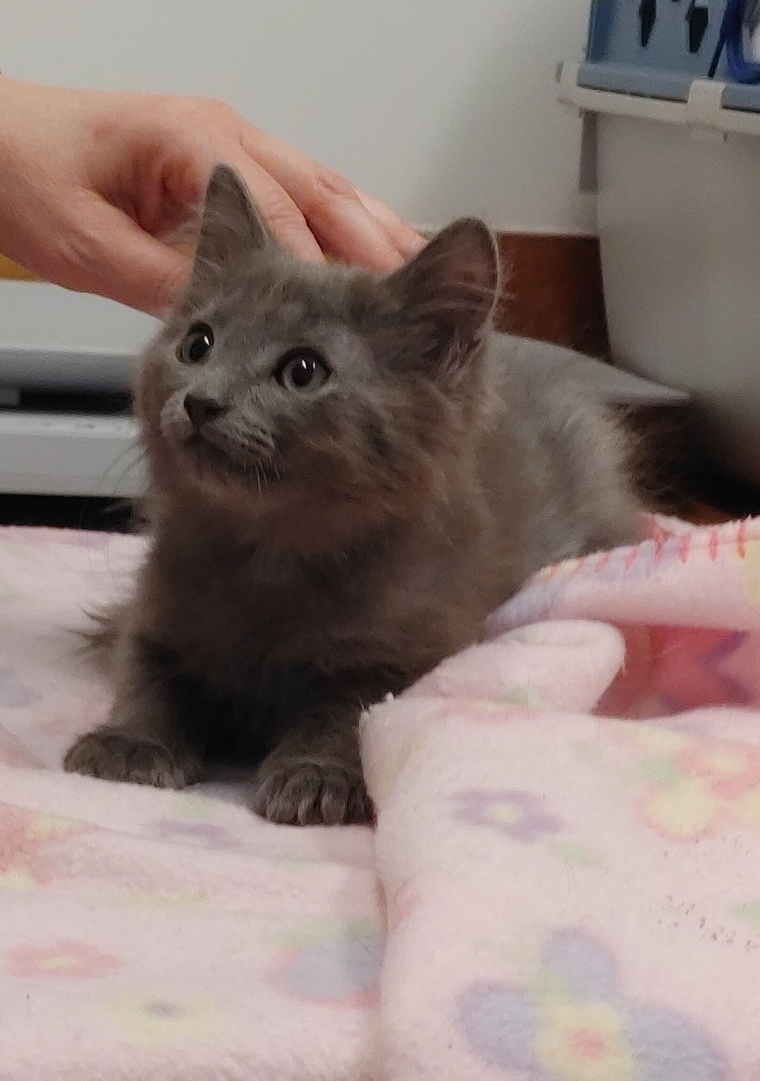 Ember, an adoptable Domestic Medium Hair in Waynesboro, VA image 4/6