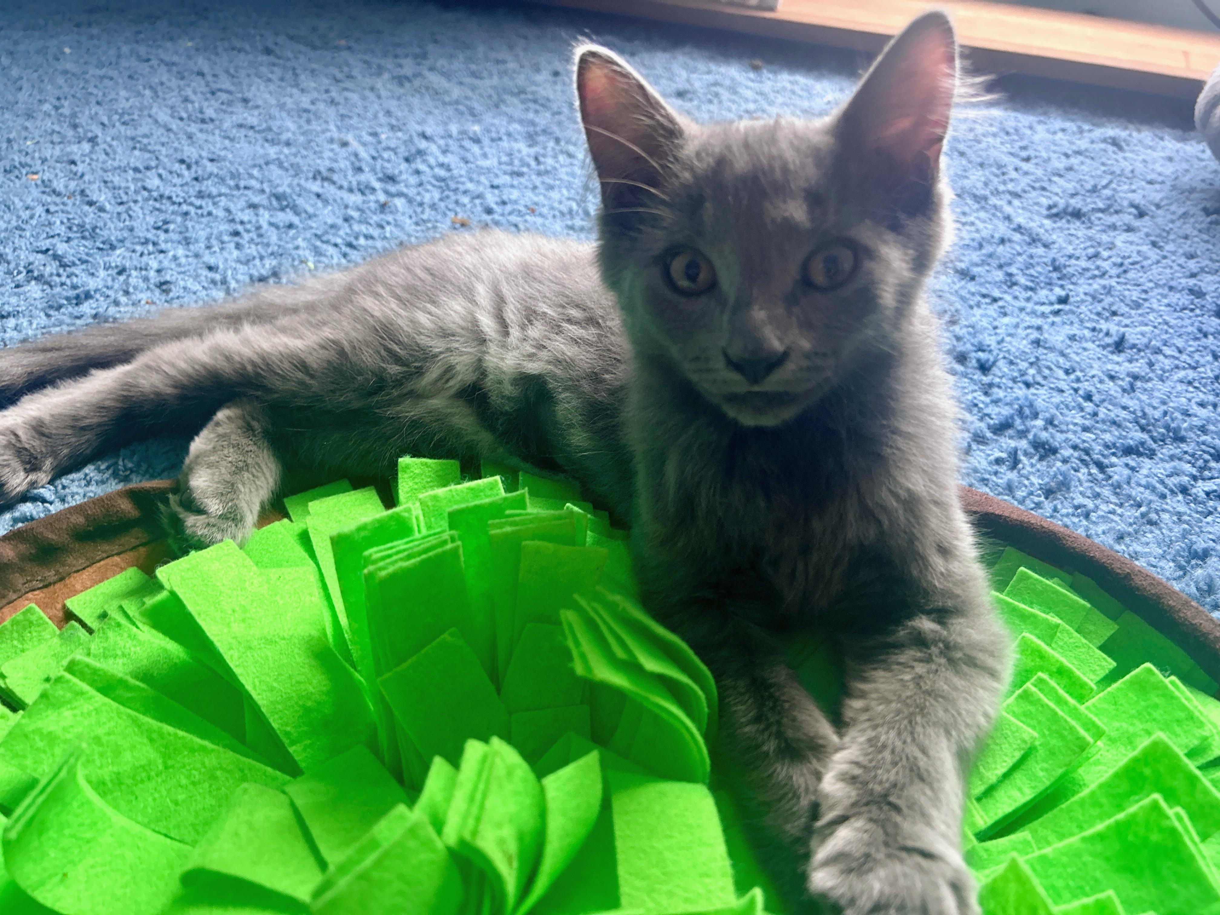 Ember, an adoptable Domestic Medium Hair in Waynesboro, VA image 2/6