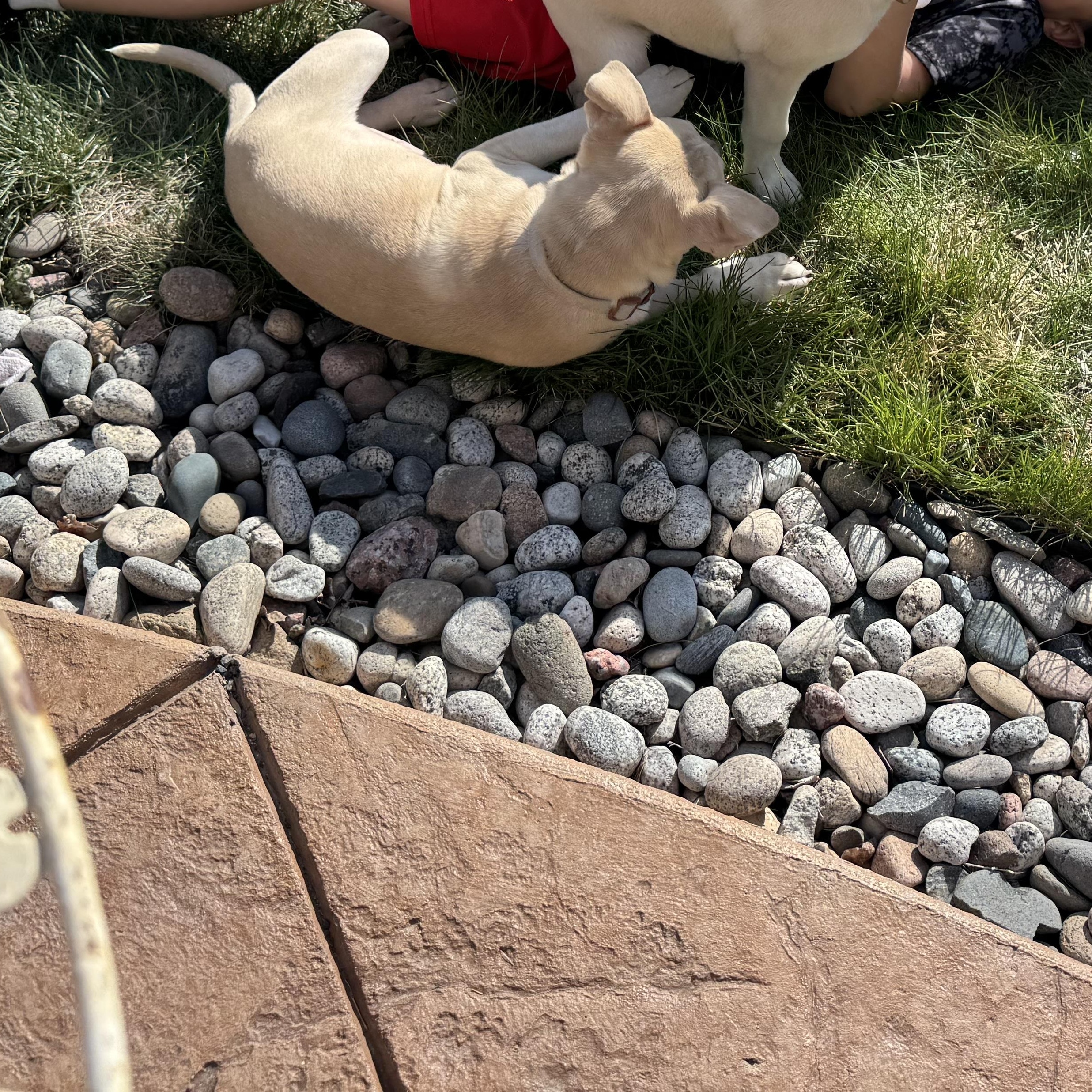 Mr Green, a Adoptable mixed breed in Colorado Springs, CO image 3/4