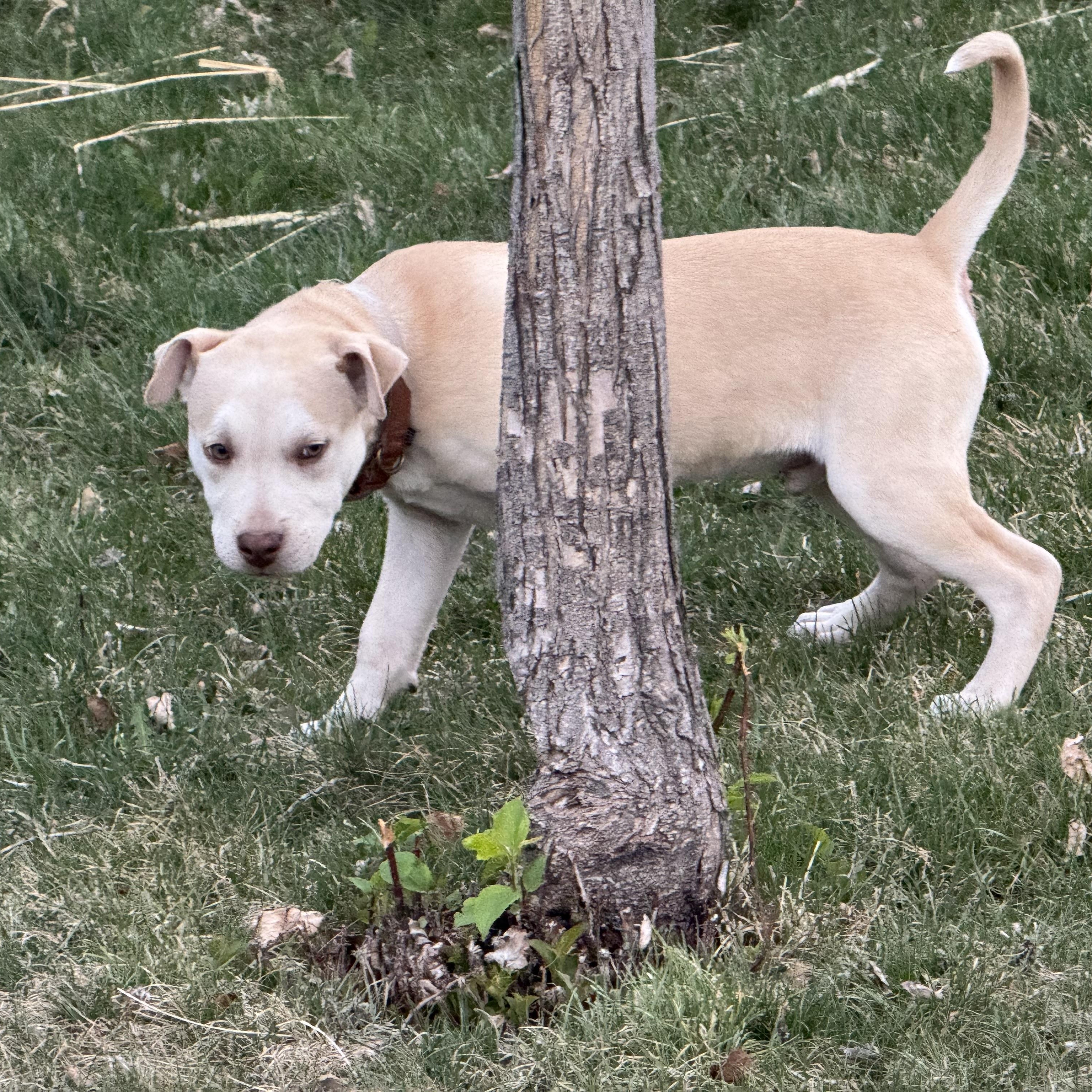 Mr Green, a Adoptable mixed breed in Colorado Springs, CO image 4/4
