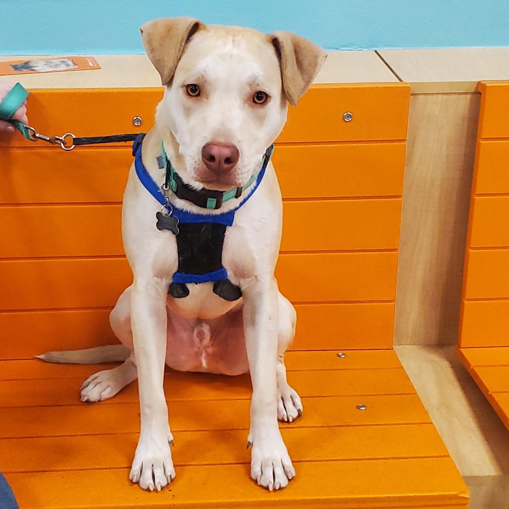 Enlarge Mr Green, a Adoptable mixed breed in Colorado Springs, CO image 5/5