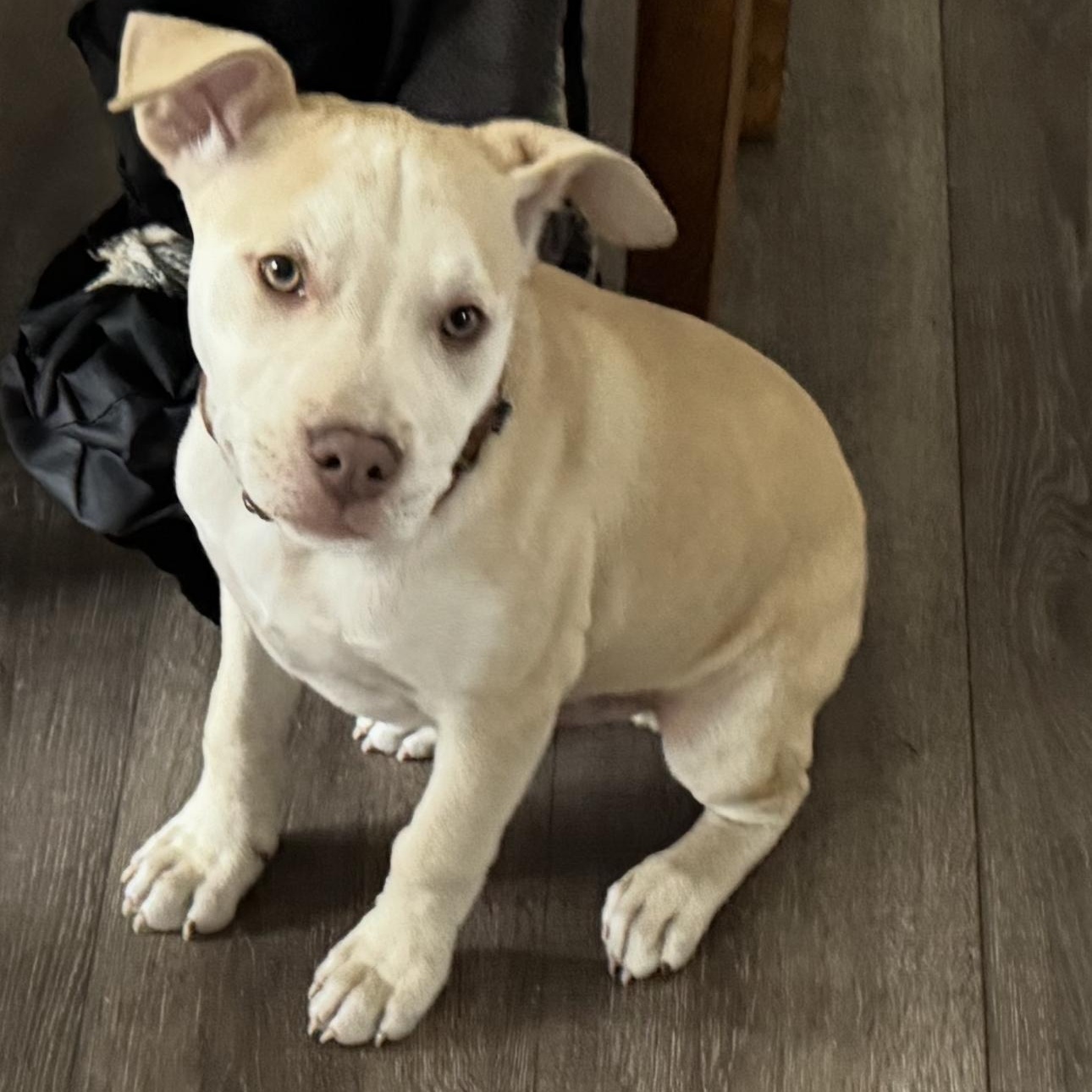 Mr Green, a Adoptable mixed breed in Colorado Springs, CO image 2/4