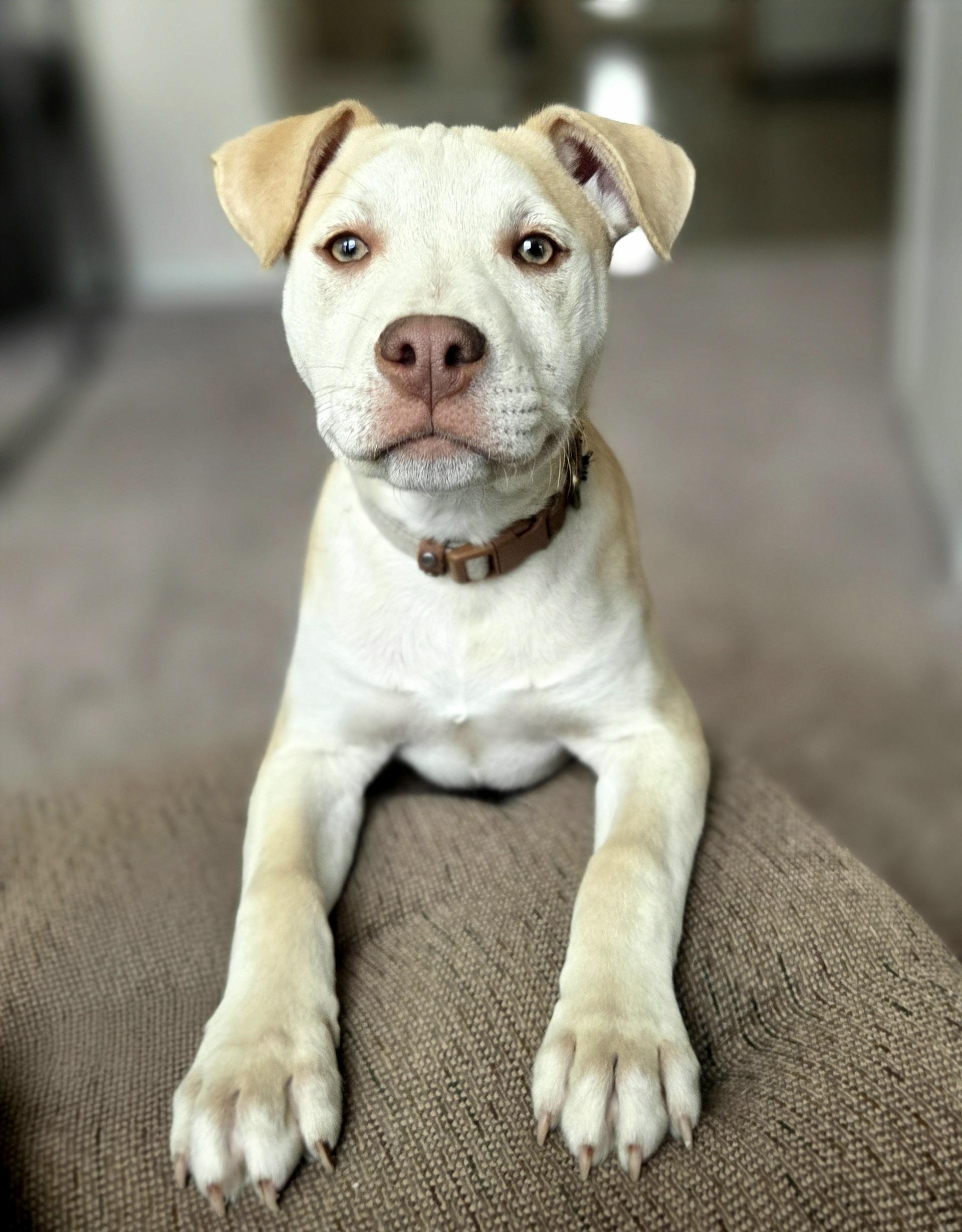 Mr Green, Adoptable, Young Male Pit Bull Terrier & Husky.