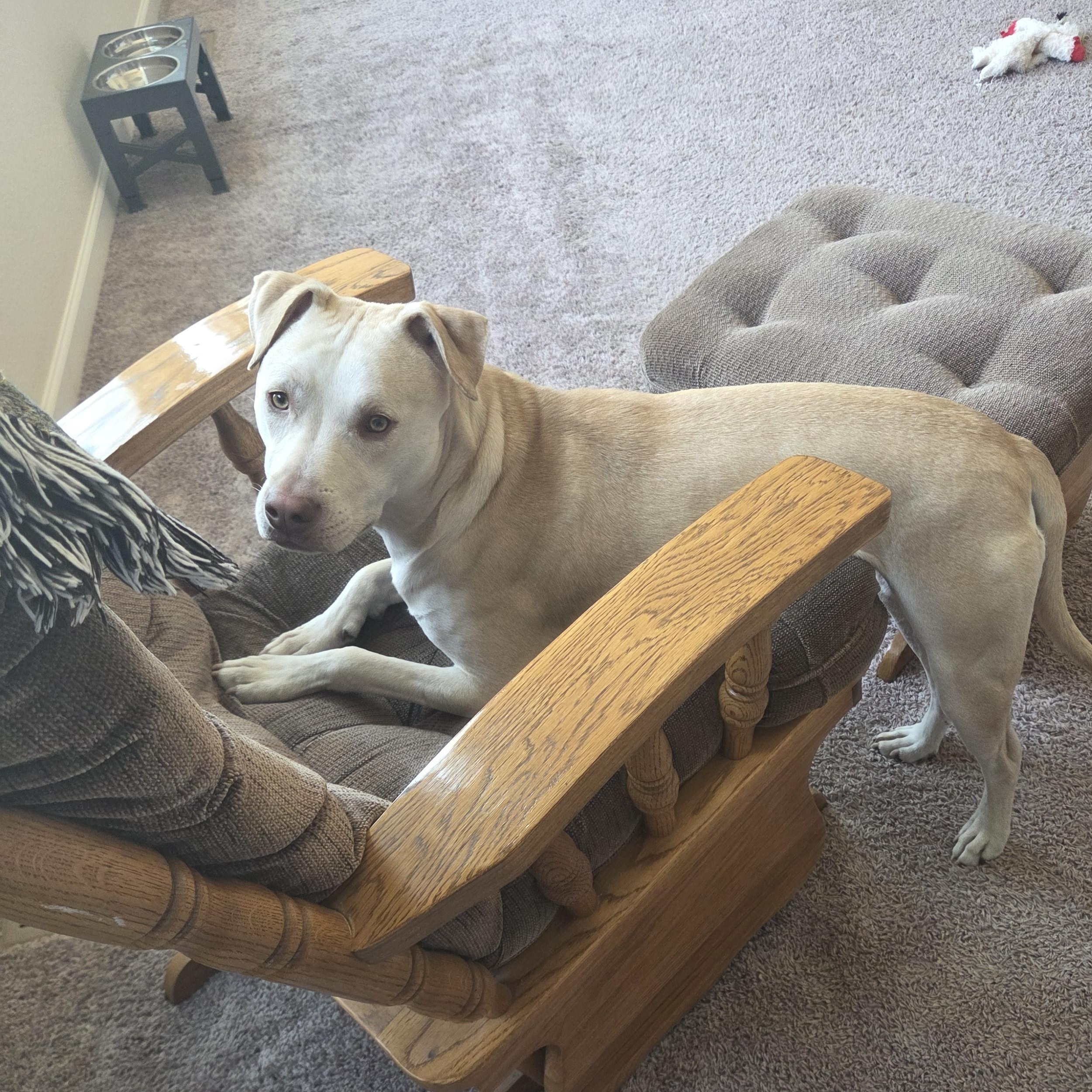 Enlarge Mr Green, a Adoptable mixed breed in Colorado Springs, CO image 1/5