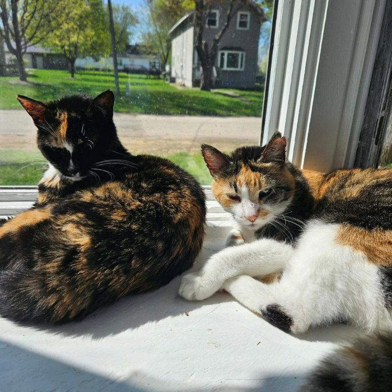 Buttons & Spooky, Adoptable, Senior Female Calico & Domestic Short Hair.