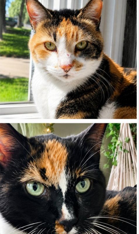 Buttons & Spooky, a Adoptable mixed breed in Mankato, MN image 2/3