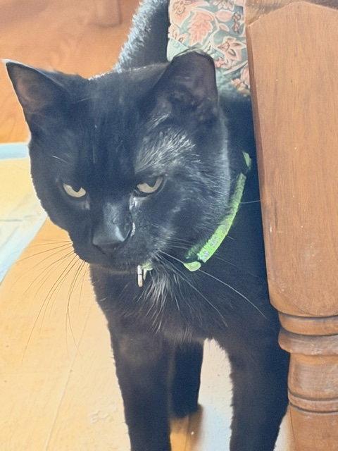Espresso, Adoptable, Adult Male Domestic Short Hair.