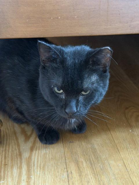 Enlarge Espresso, a Adoptable Domestic Short Hair in Herndon, VA image 2/3