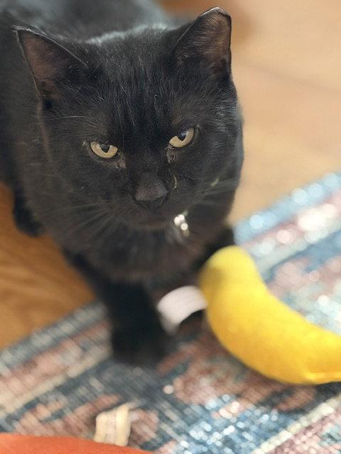 Enlarge Espresso, a Adoptable Domestic Short Hair in Herndon, VA image 3/3