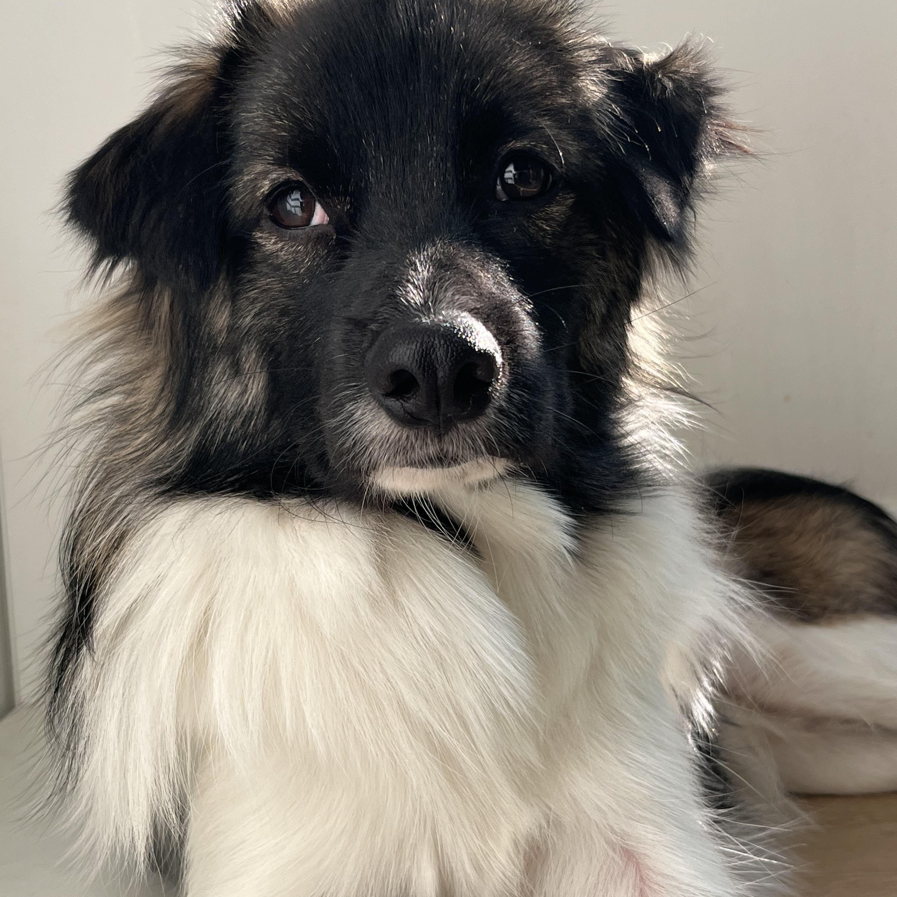 Enlarge Mon Cherie, a hold mixed breed in Philadelphia , PA image 3/6