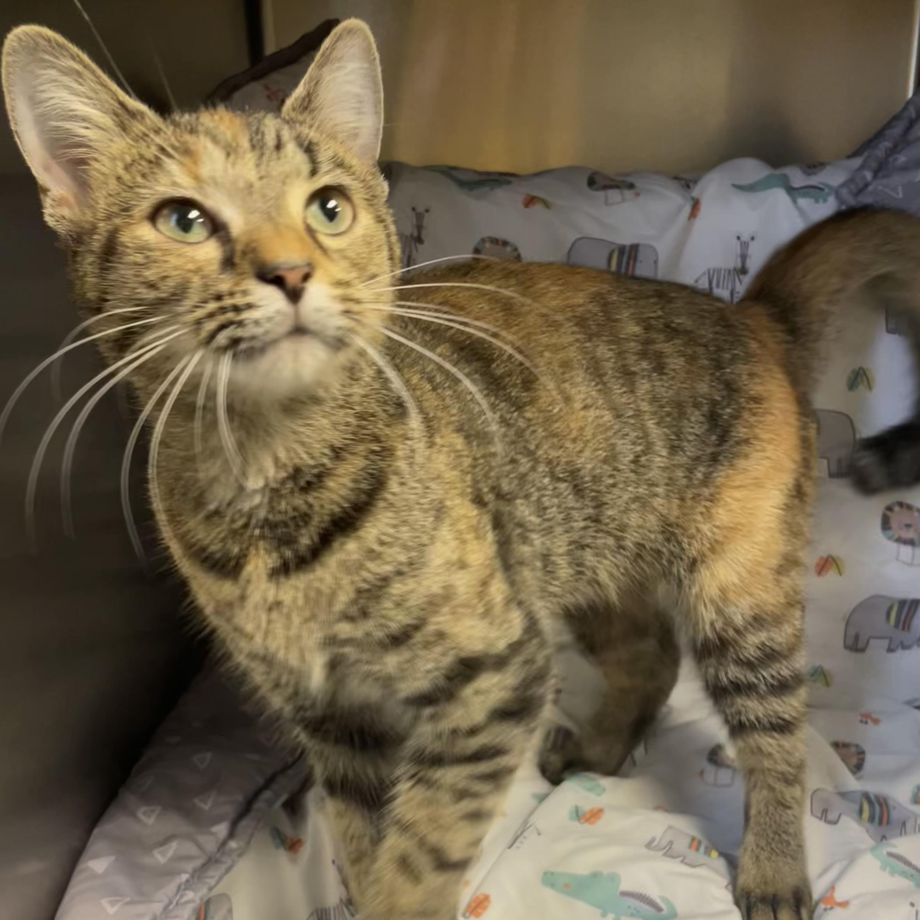 Pumpkin, Adoptable, Young Female Domestic Short Hair.