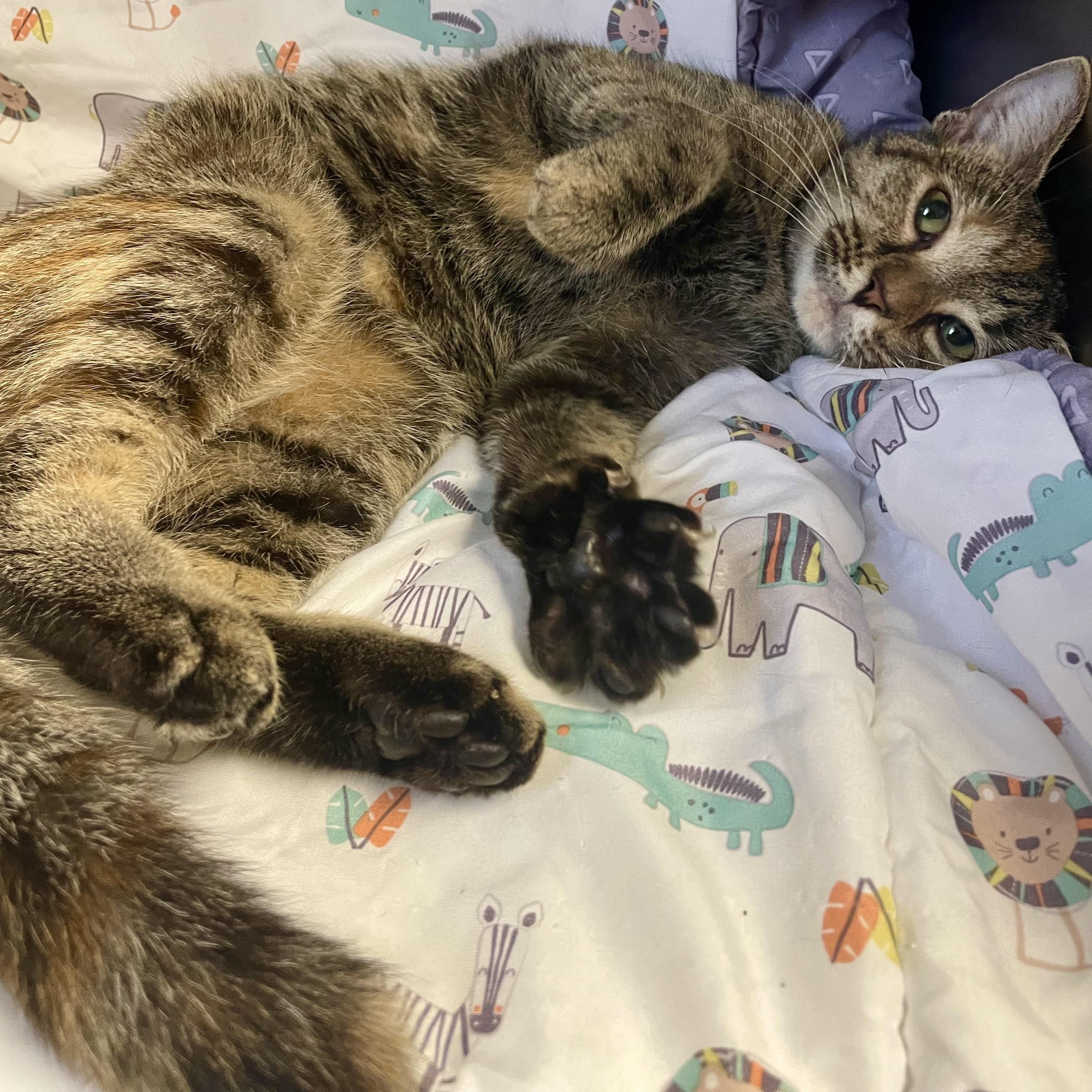 Enlarge Pumpkin, a Adoptable Domestic Short Hair in Edinburg, VA image 2/2