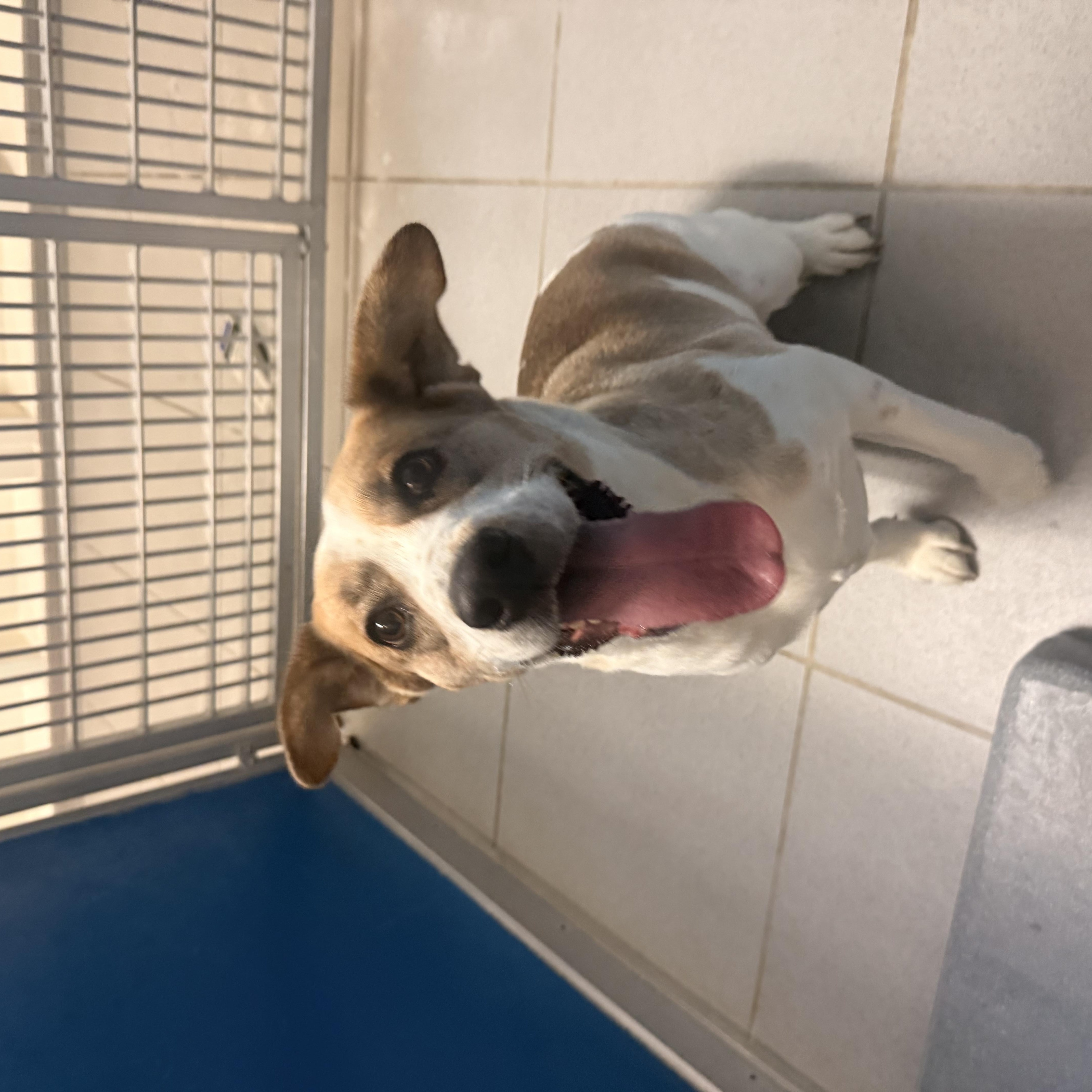 Enlarge Stray Female, an adopted mixed breed in Hays, KS image 2/6