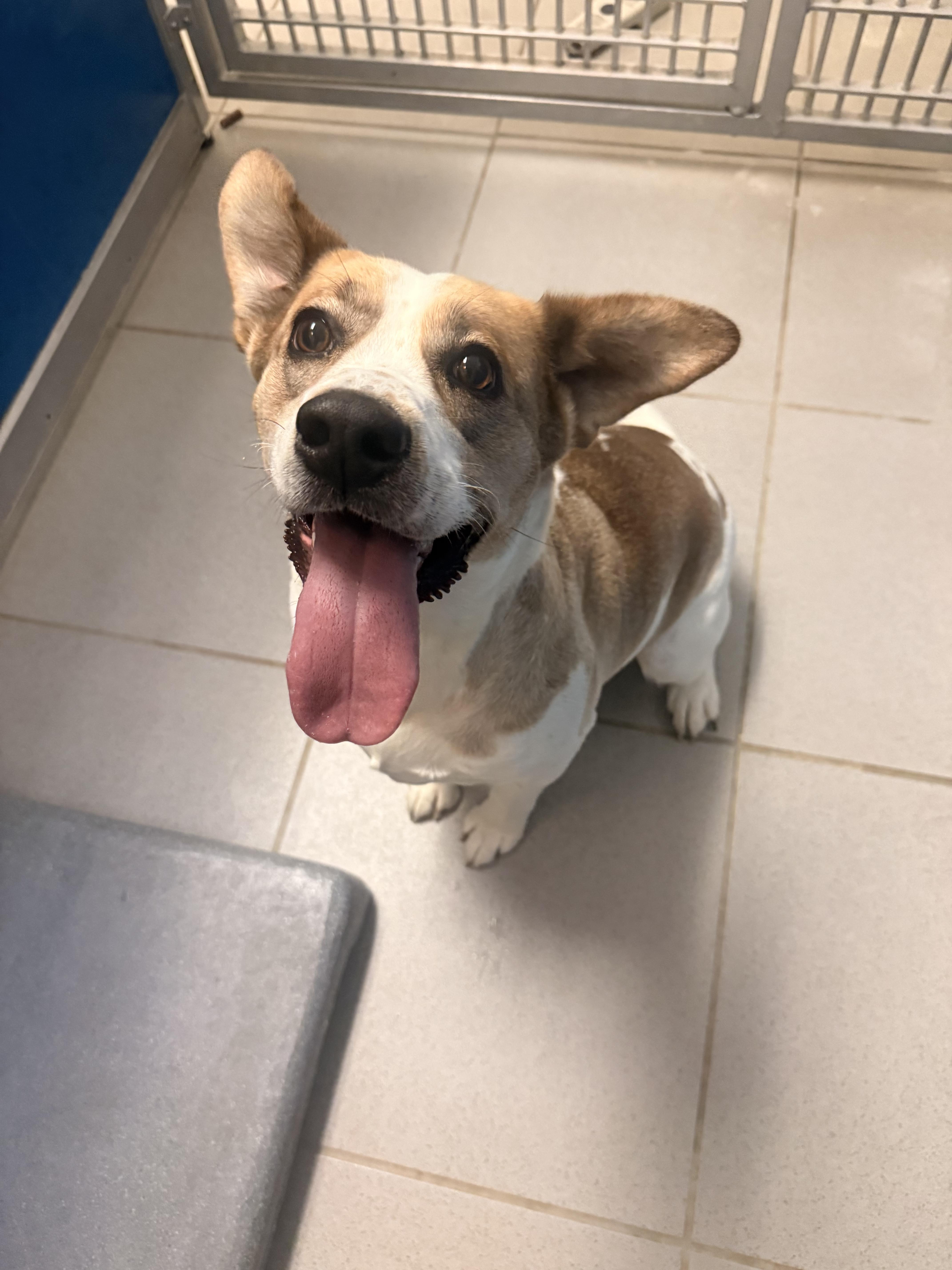 Enlarge Stray Female, an adopted mixed breed in Hays, KS image 4/6