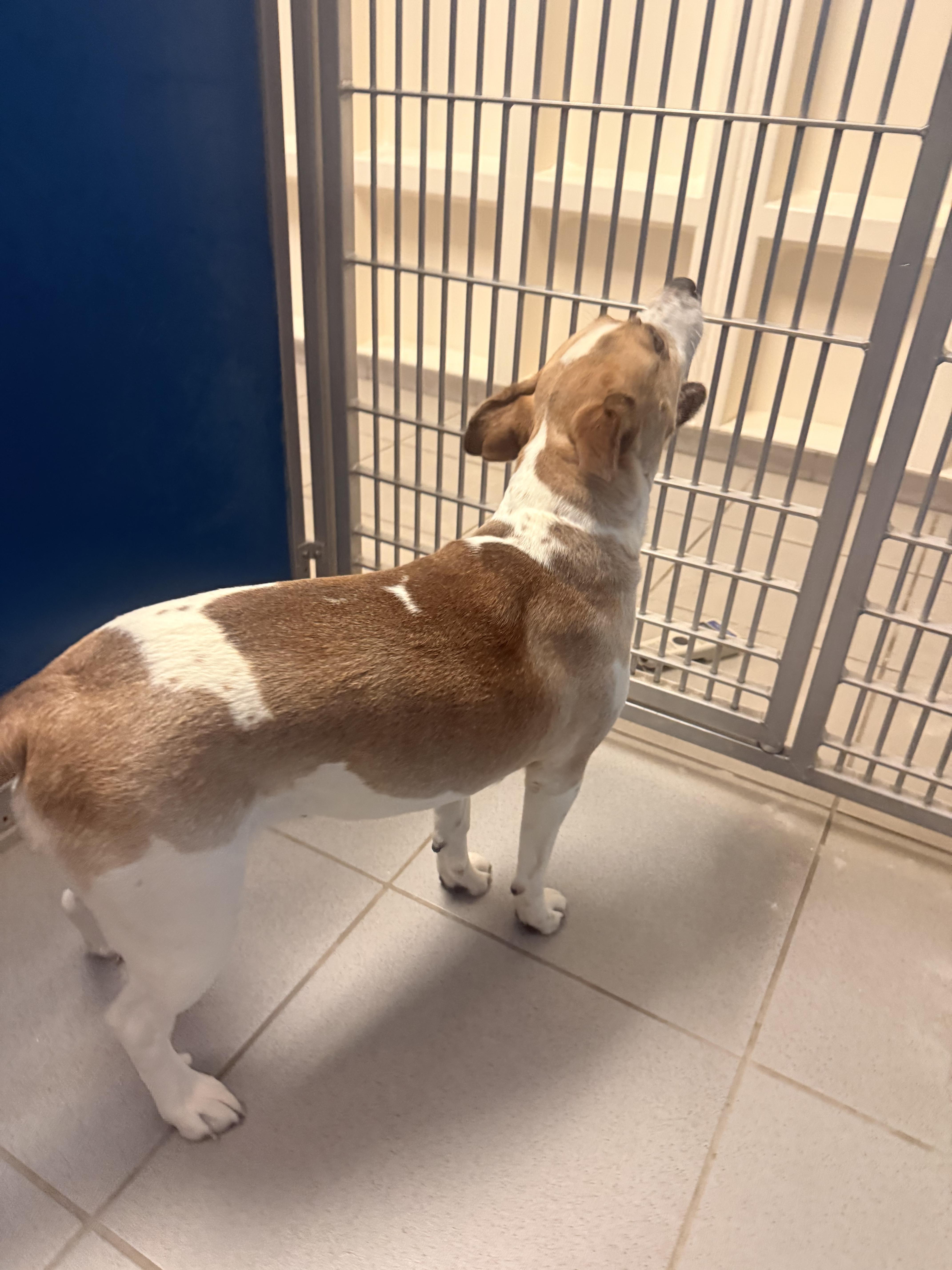 Enlarge Stray Female, an adopted mixed breed in Hays, KS image 3/6