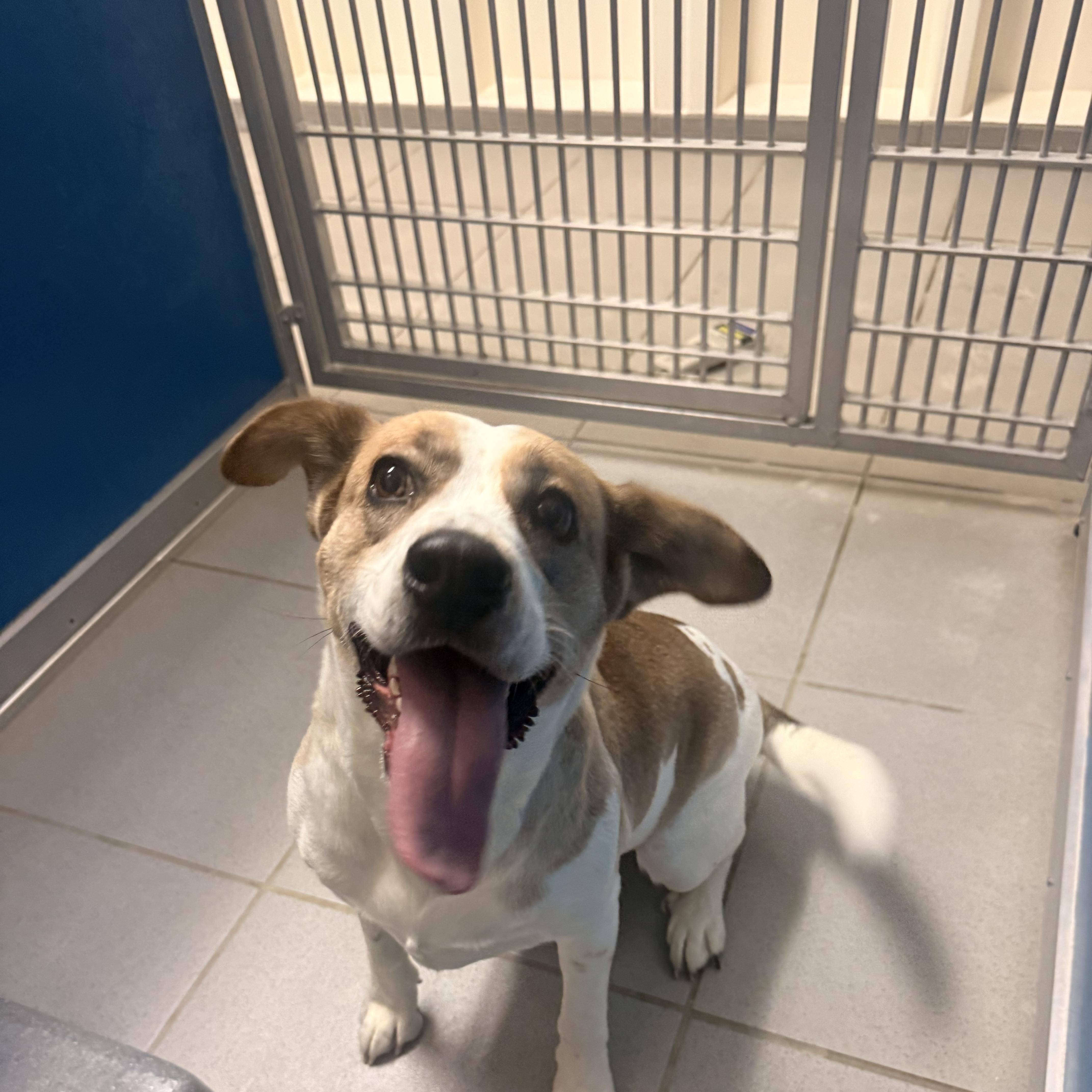 Stray Female, adopted, Adult Female Beagle & Australian Shepherd.