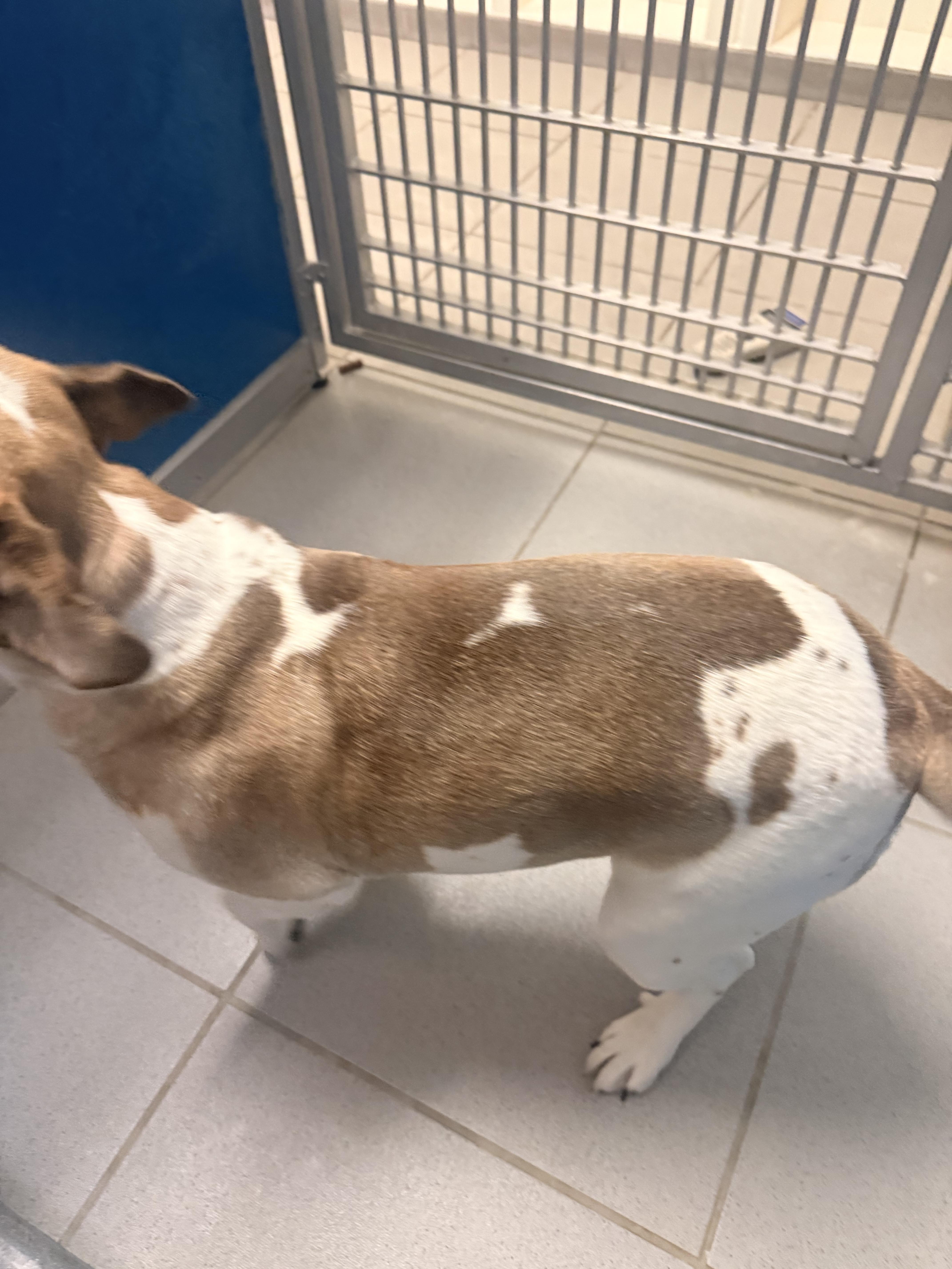 Enlarge Stray Female, an adopted mixed breed in Hays, KS image 6/6