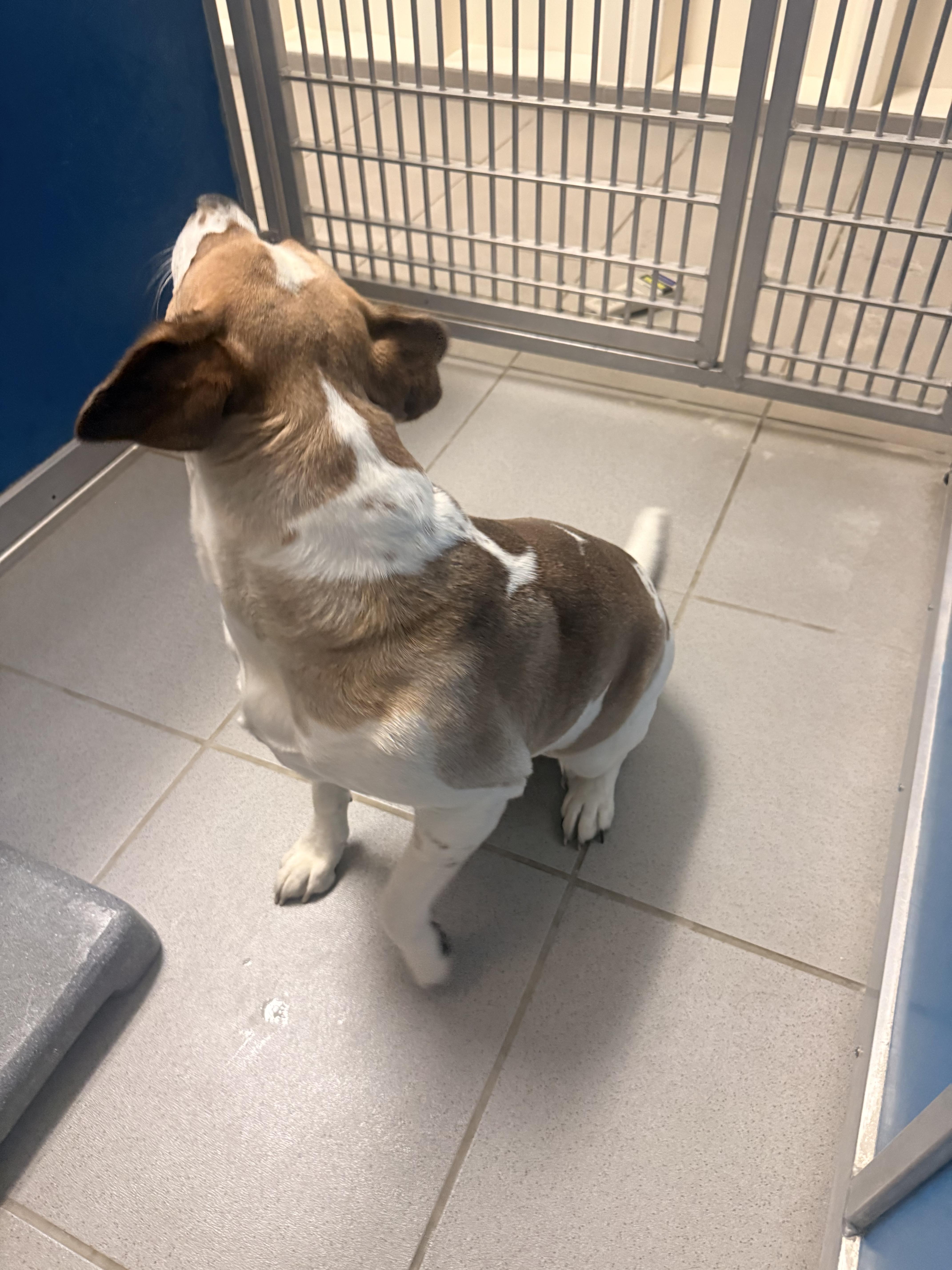 Enlarge Stray Female, an adopted mixed breed in Hays, KS image 5/6