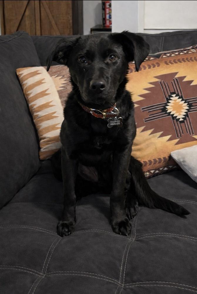 Nova, a Adoptable mixed breed in Grand Rapids, MI image 3/4