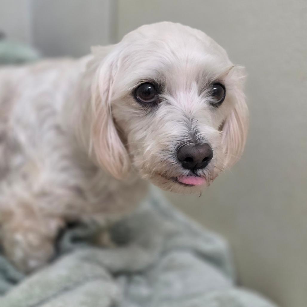 Spider - City of Industry Location, Adoptable, Adult Female Maltese & Poodle.