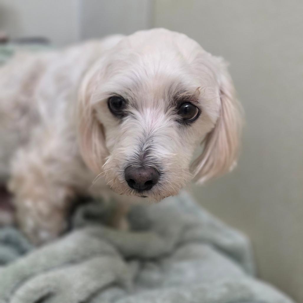 Enlarge Spider - City of Industry Location, a Adoptable mixed breed in Chino Hills, CA image 2/5