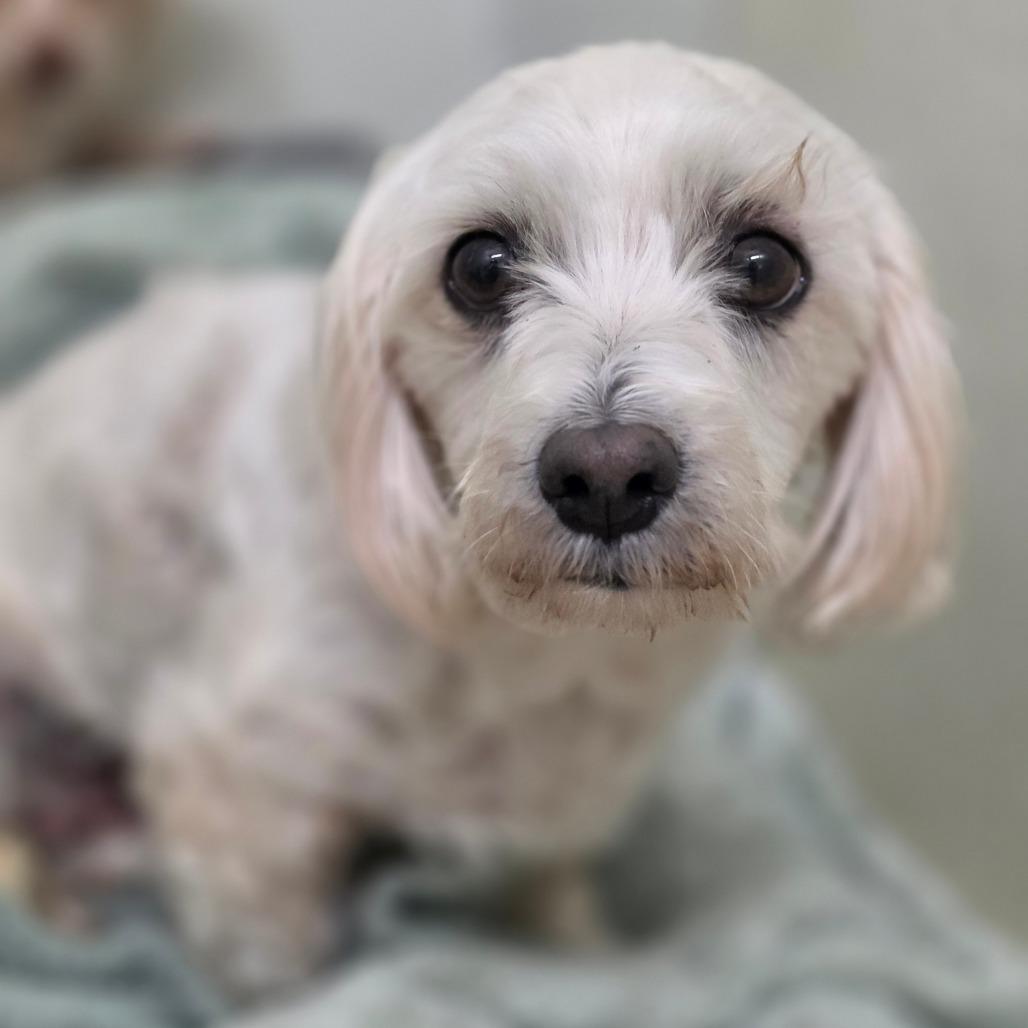 Enlarge Spider - City of Industry Location, a Adoptable mixed breed in Chino Hills, CA image 3/5