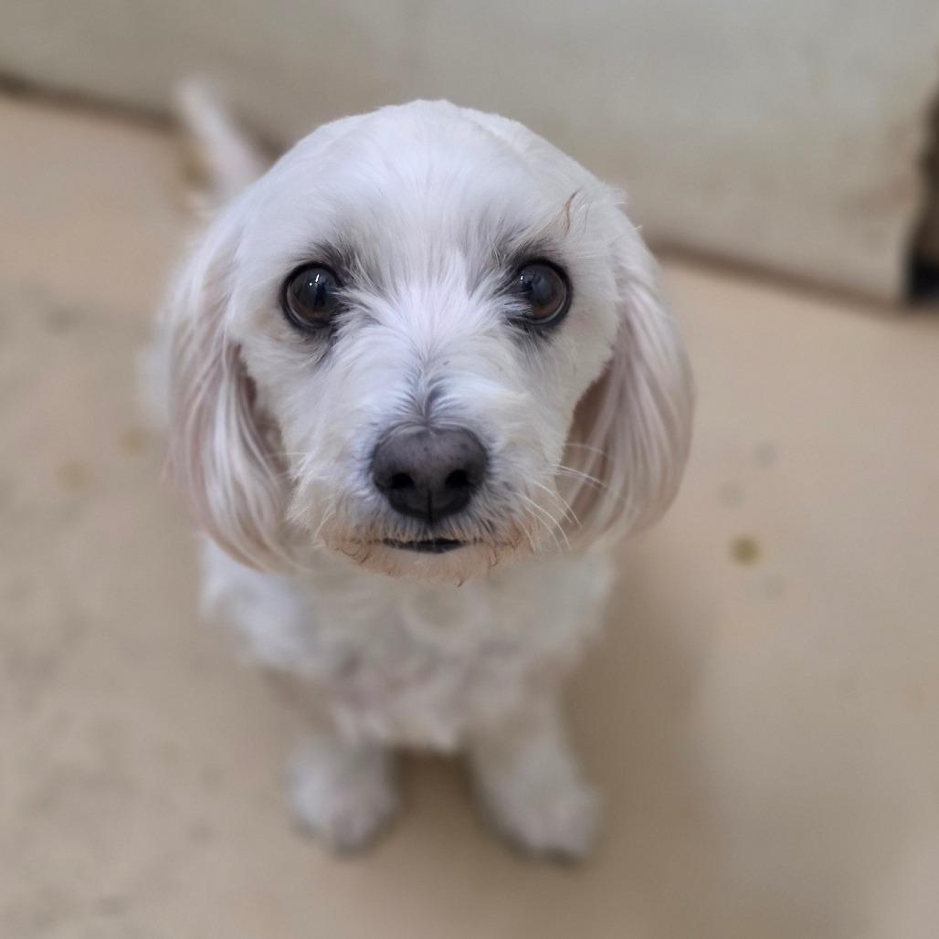 Enlarge Spider - City of Industry Location, a Adoptable mixed breed in Chino Hills, CA image 4/5