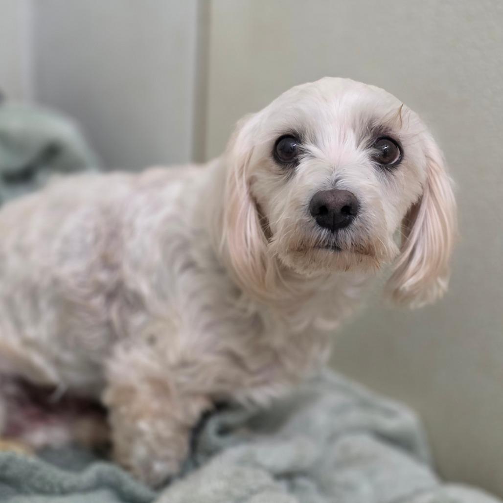 Enlarge Spider - City of Industry Location, a Adoptable mixed breed in Chino Hills, CA image 5/5
