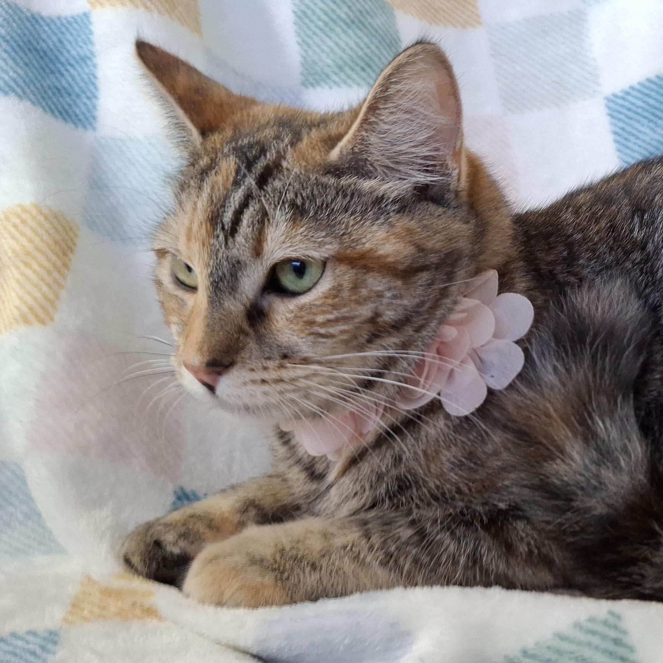 Enlarge VICTORIA, a Adoptable mixed breed in Fullerton, CA image 2/5