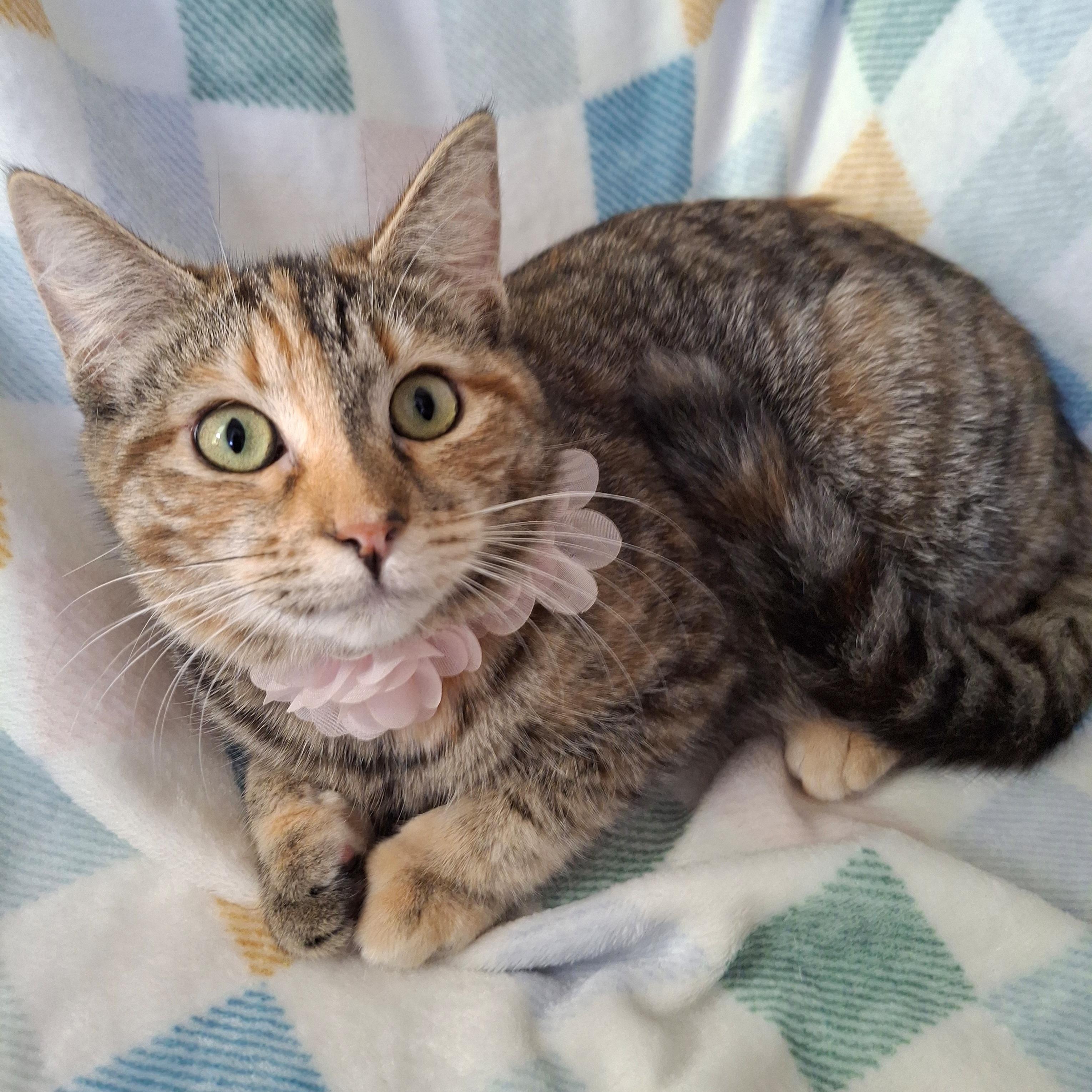 Enlarge VICTORIA, a Adoptable mixed breed in Fullerton, CA image 5/5