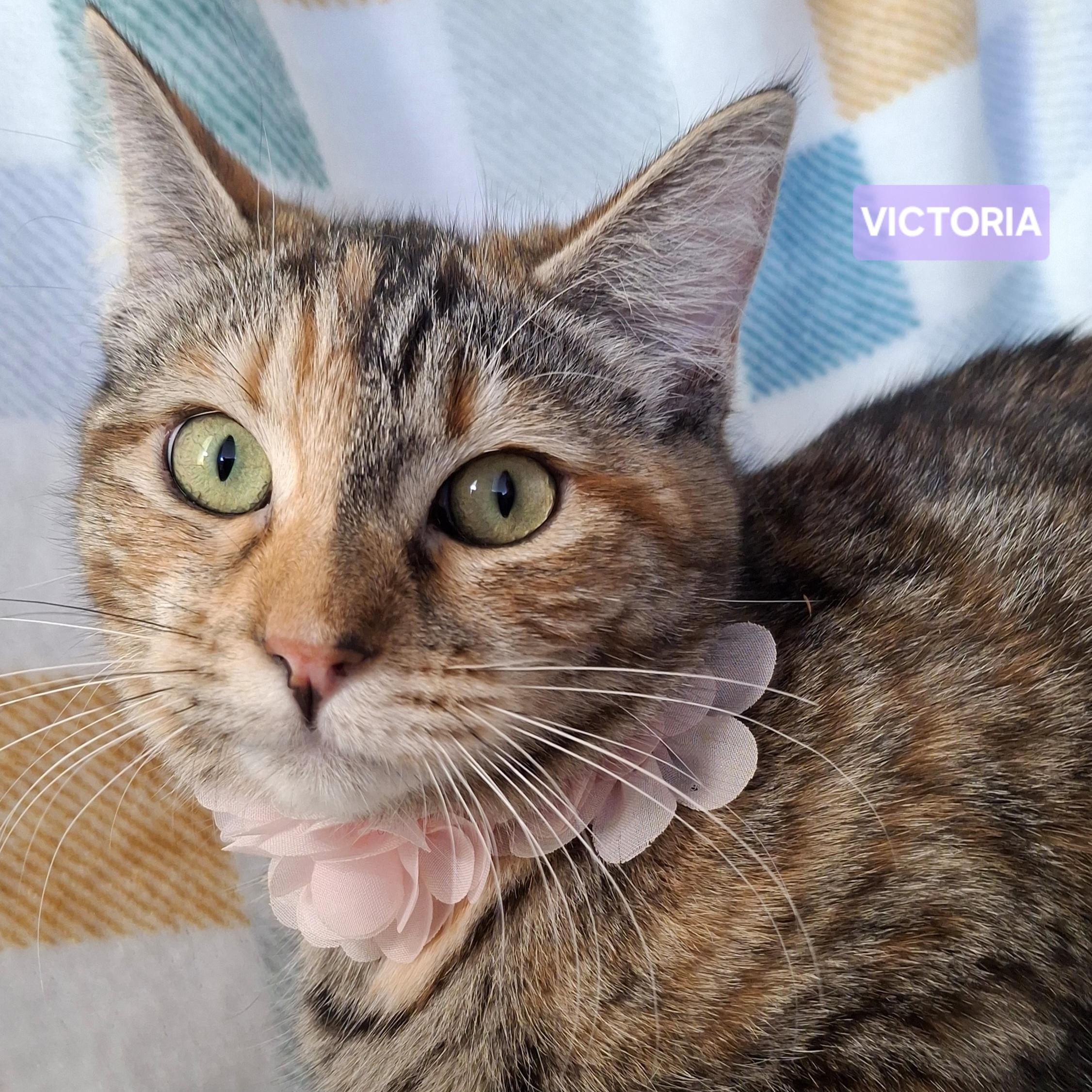 VICTORIA, Adoptable, Young Female Calico & Torbie.