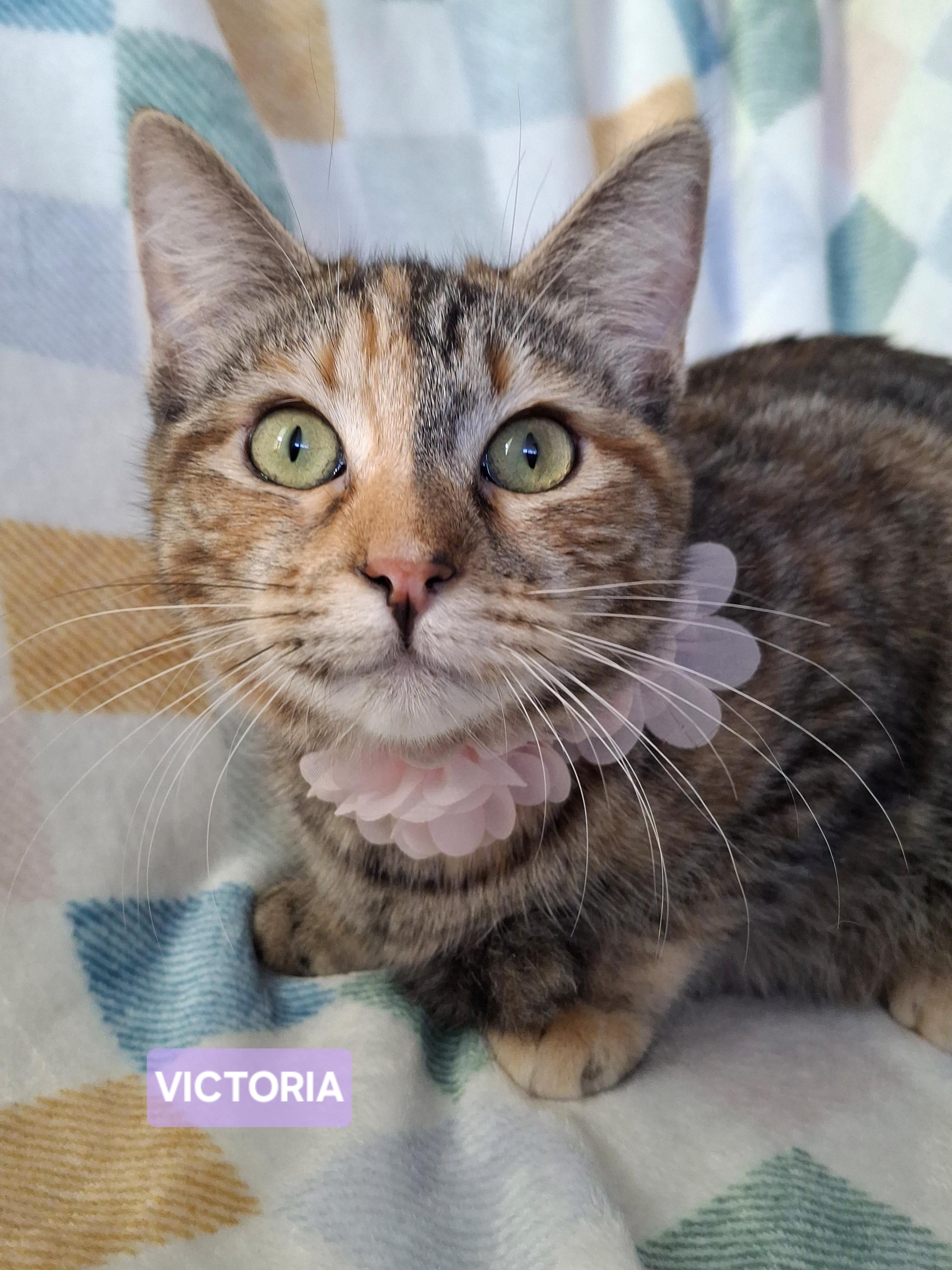 Enlarge VICTORIA, a Adoptable mixed breed in Fullerton, CA image 4/5