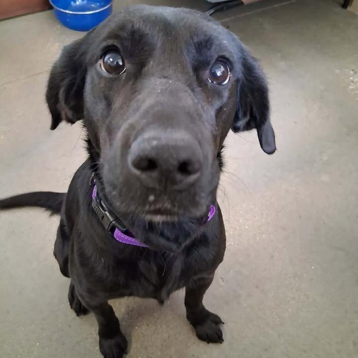 Chevy, Adoptable, Young Female Black Labrador Retriever.