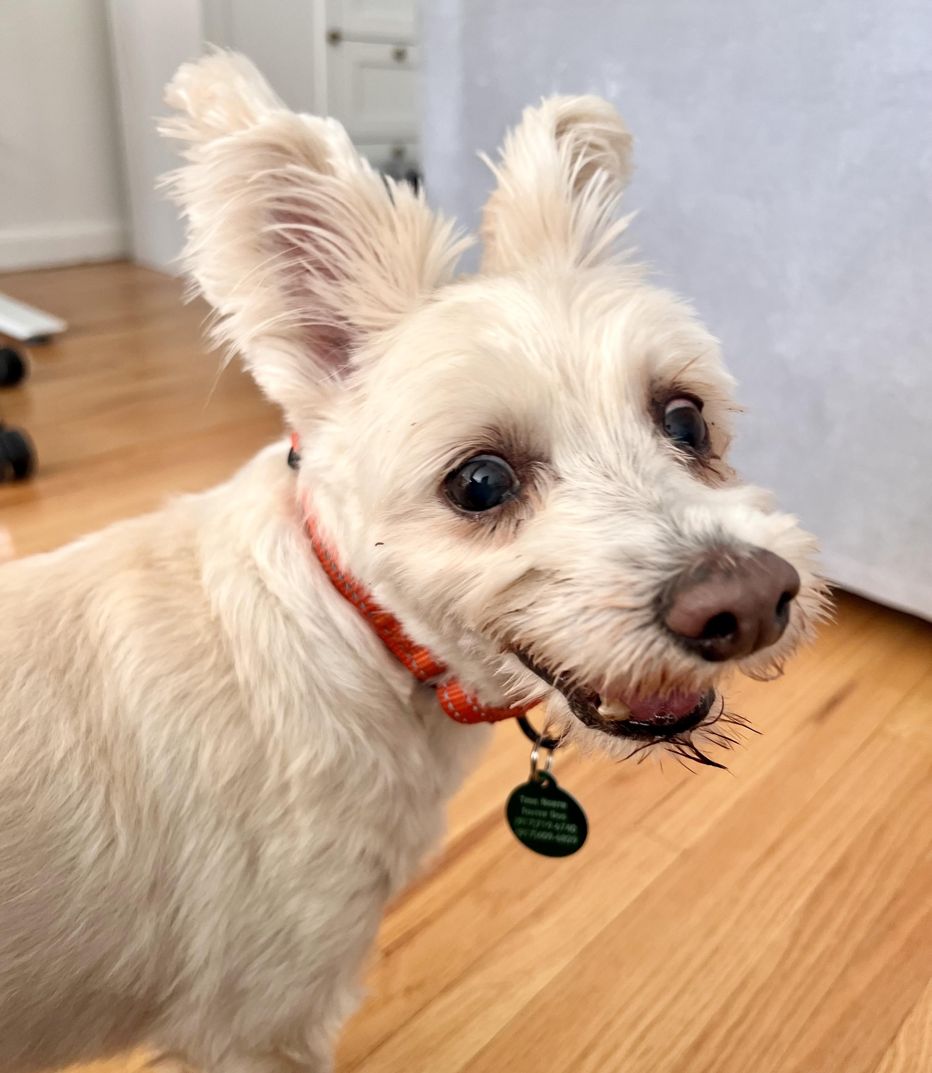 Enlarge Max, a Adoptable mixed breed in Brooklyn, NY image 3/6