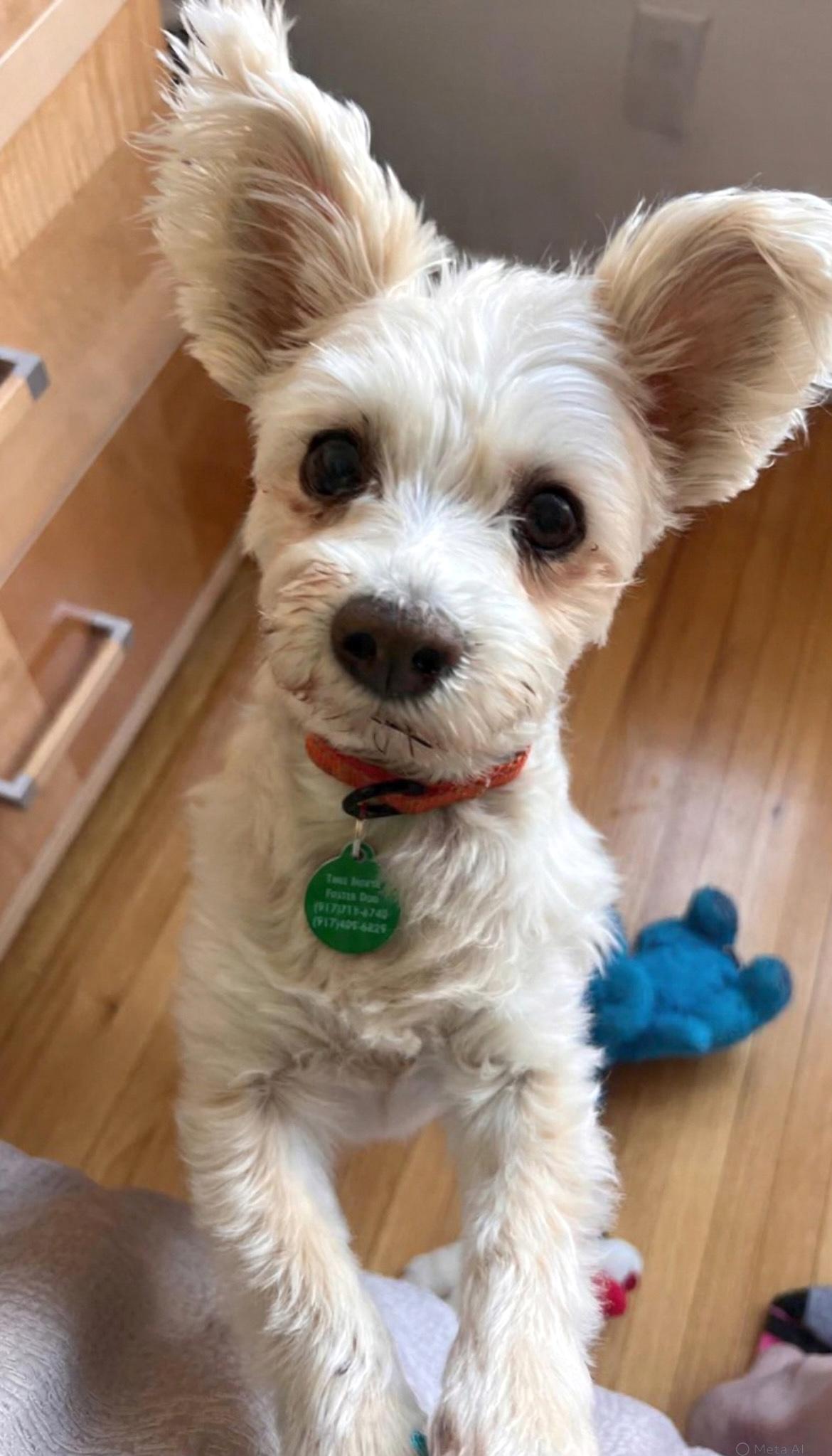 Enlarge Max, a Adoptable mixed breed in Brooklyn, NY image 5/6