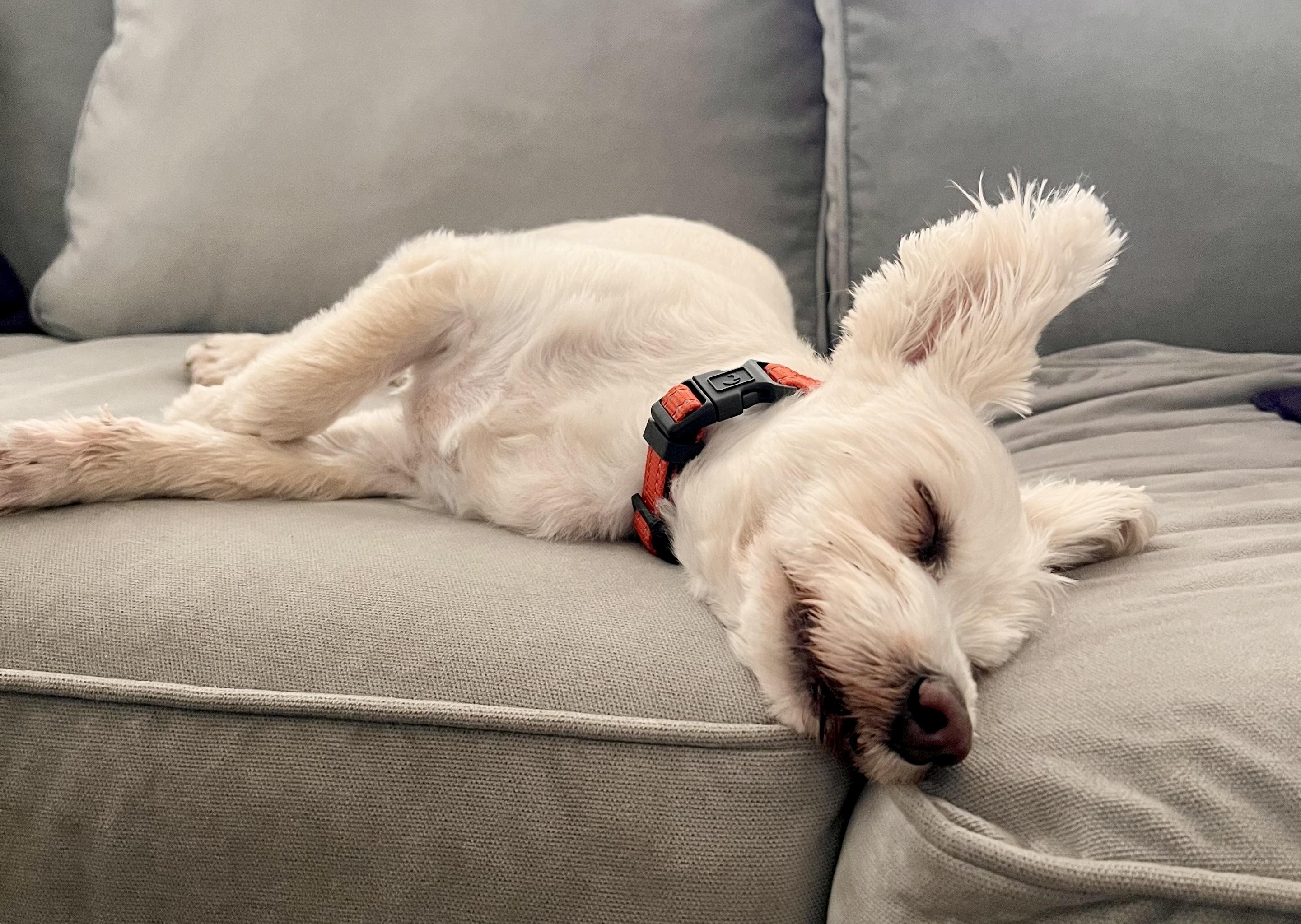 Enlarge Max, a Adoptable mixed breed in Brooklyn, NY image 4/6