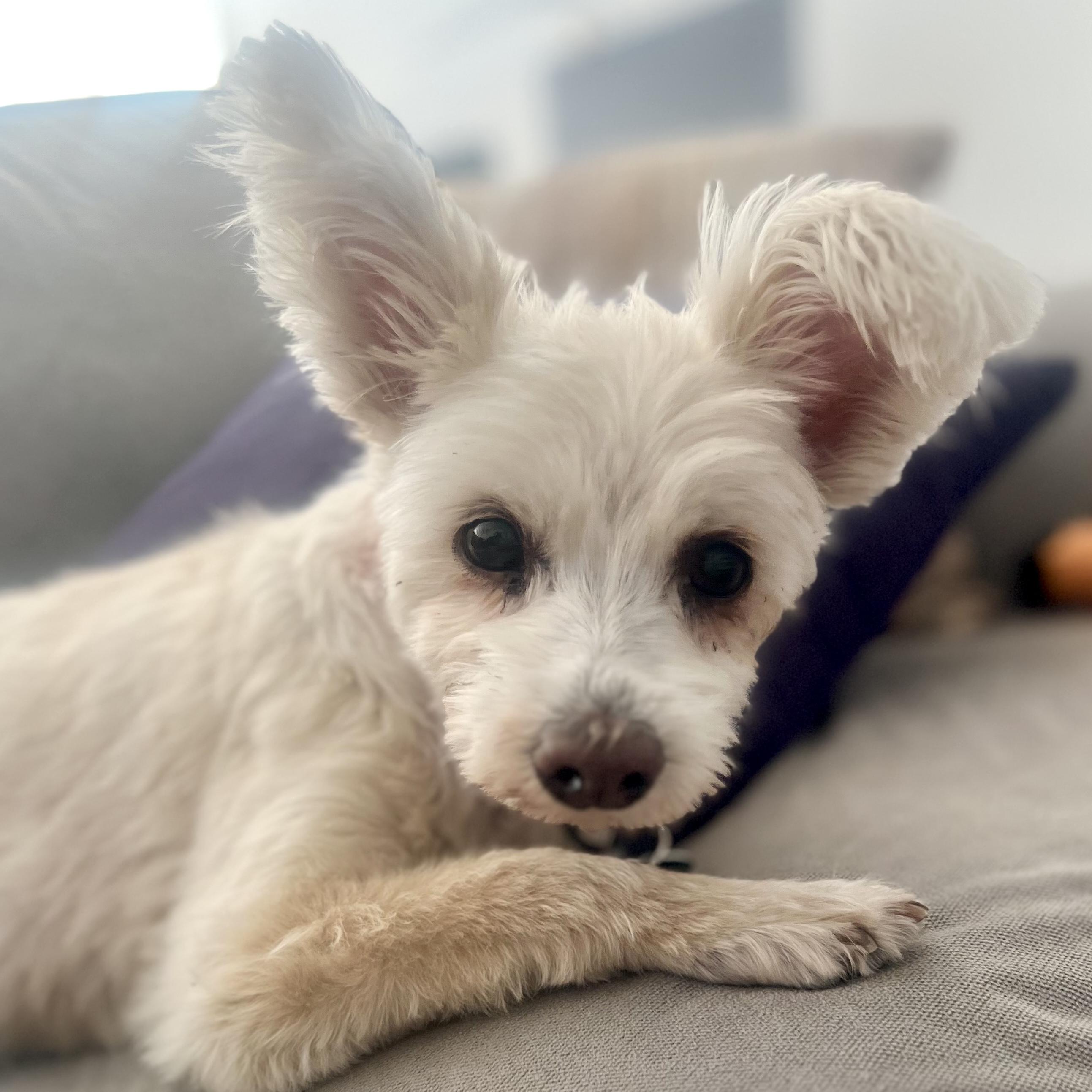 Enlarge Max, a Adoptable mixed breed in Brooklyn, NY image 2/6