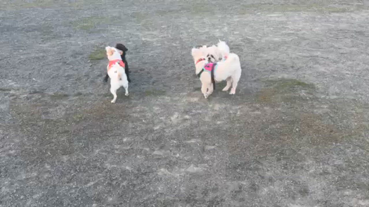 Enlarge Max, a Adoptable mixed breed in Brooklyn, NY video 6/6