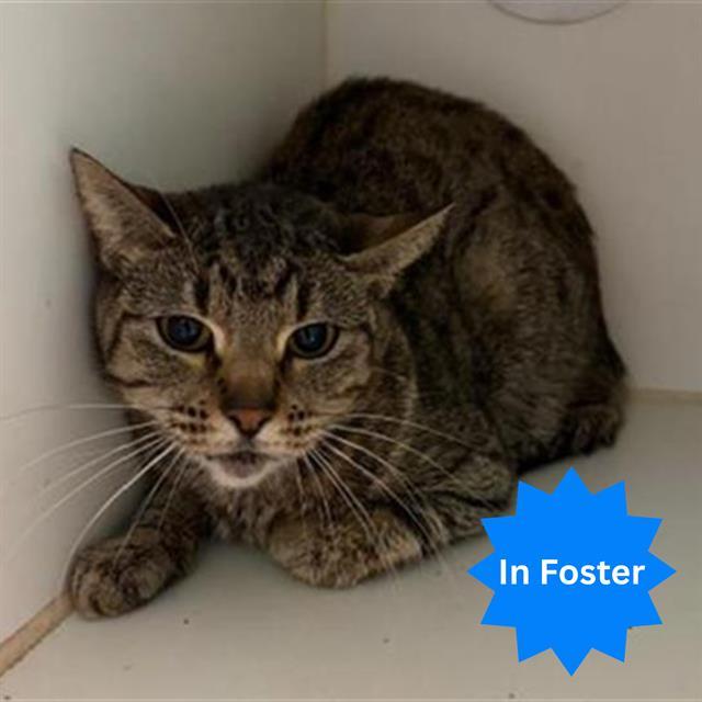 LILLITH, Adoptable, Adult Female Domestic Short Hair.