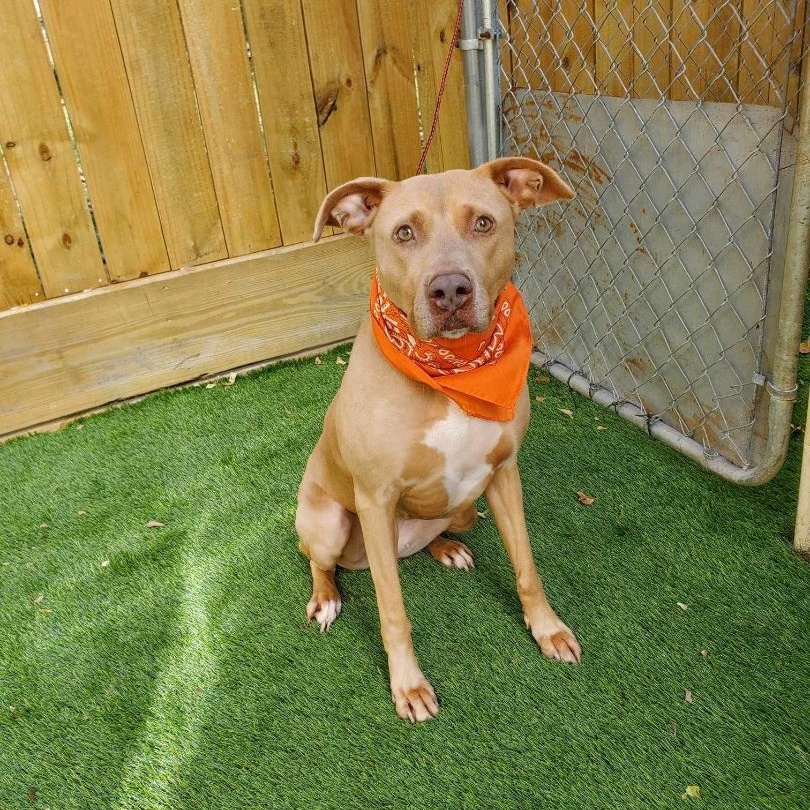 Cali — thumbnail 3